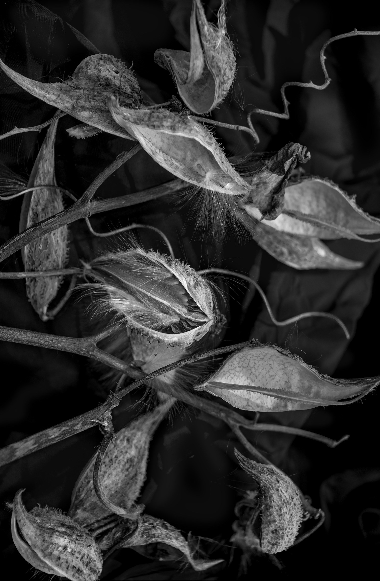 Seed Pod Ensemble