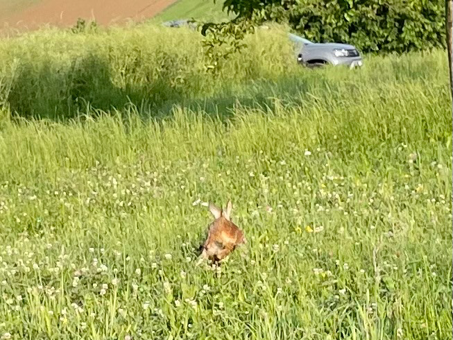 Ist tatsächlich ein Kitz kein Hase 😅