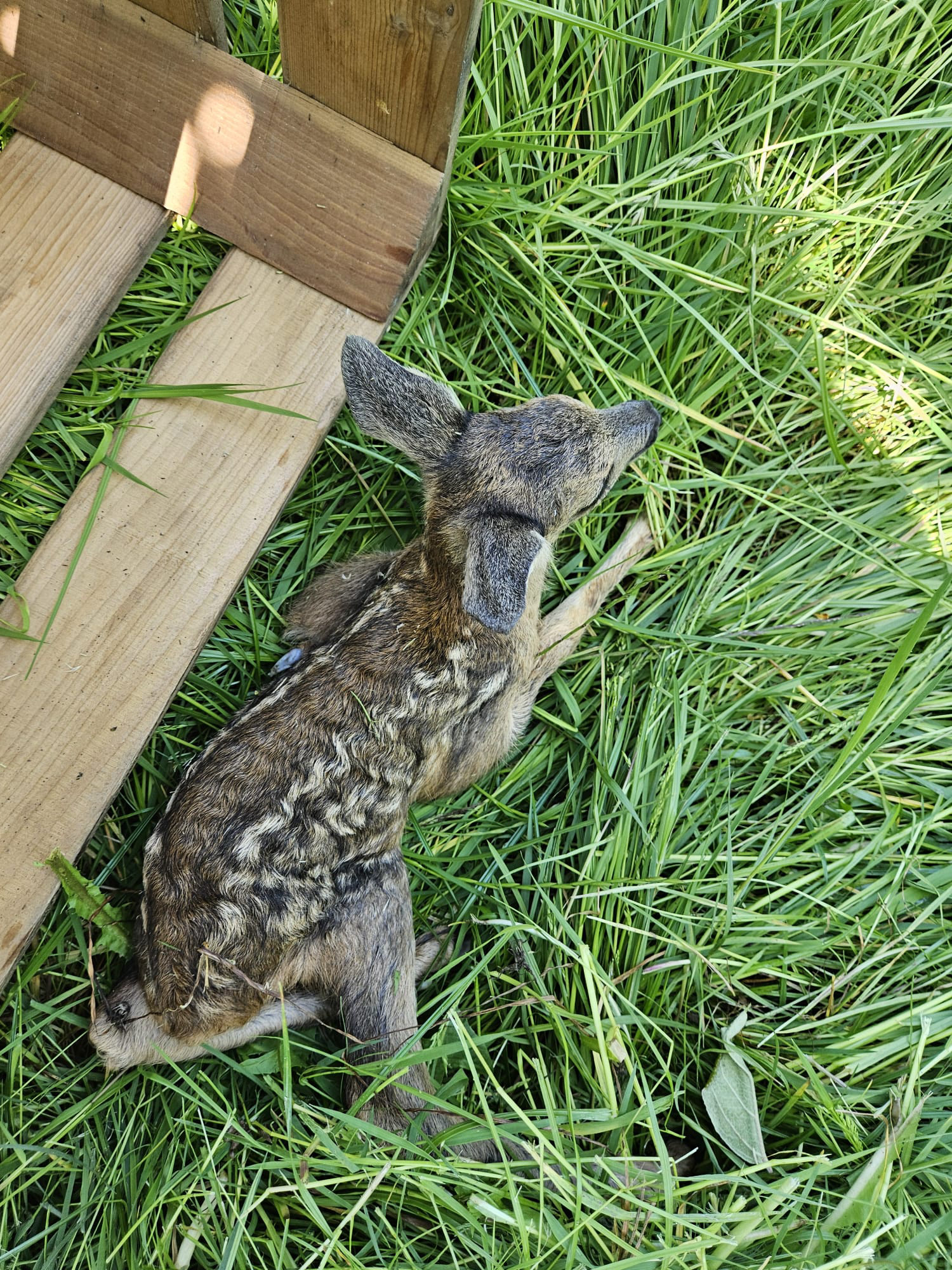 Kitz nach der Rettung