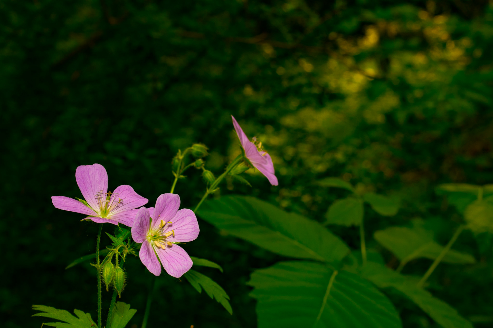 Dover Community Trail