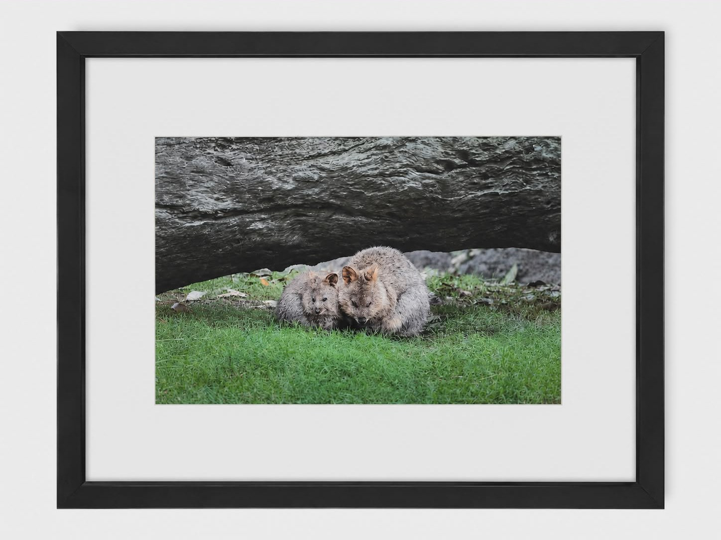 Photo size; 8" x 12" (205mm x 305mm) Frame size; 12" x 16" (305mm x 407mm)