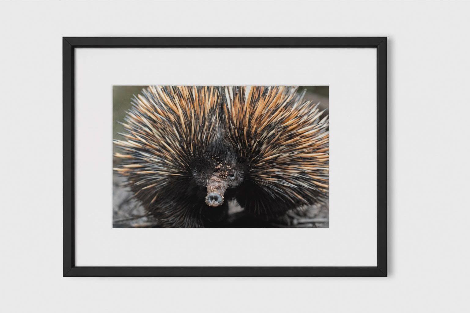 Photo size; 8" x 12" (205mm x 305mm) Frame size; 12" x 16" (305mm x 407mm)