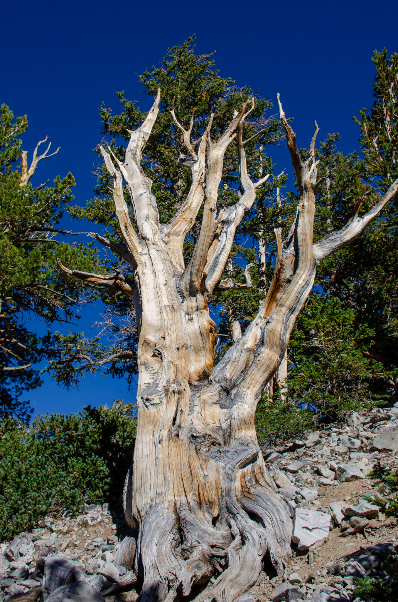 Great Basin National Park