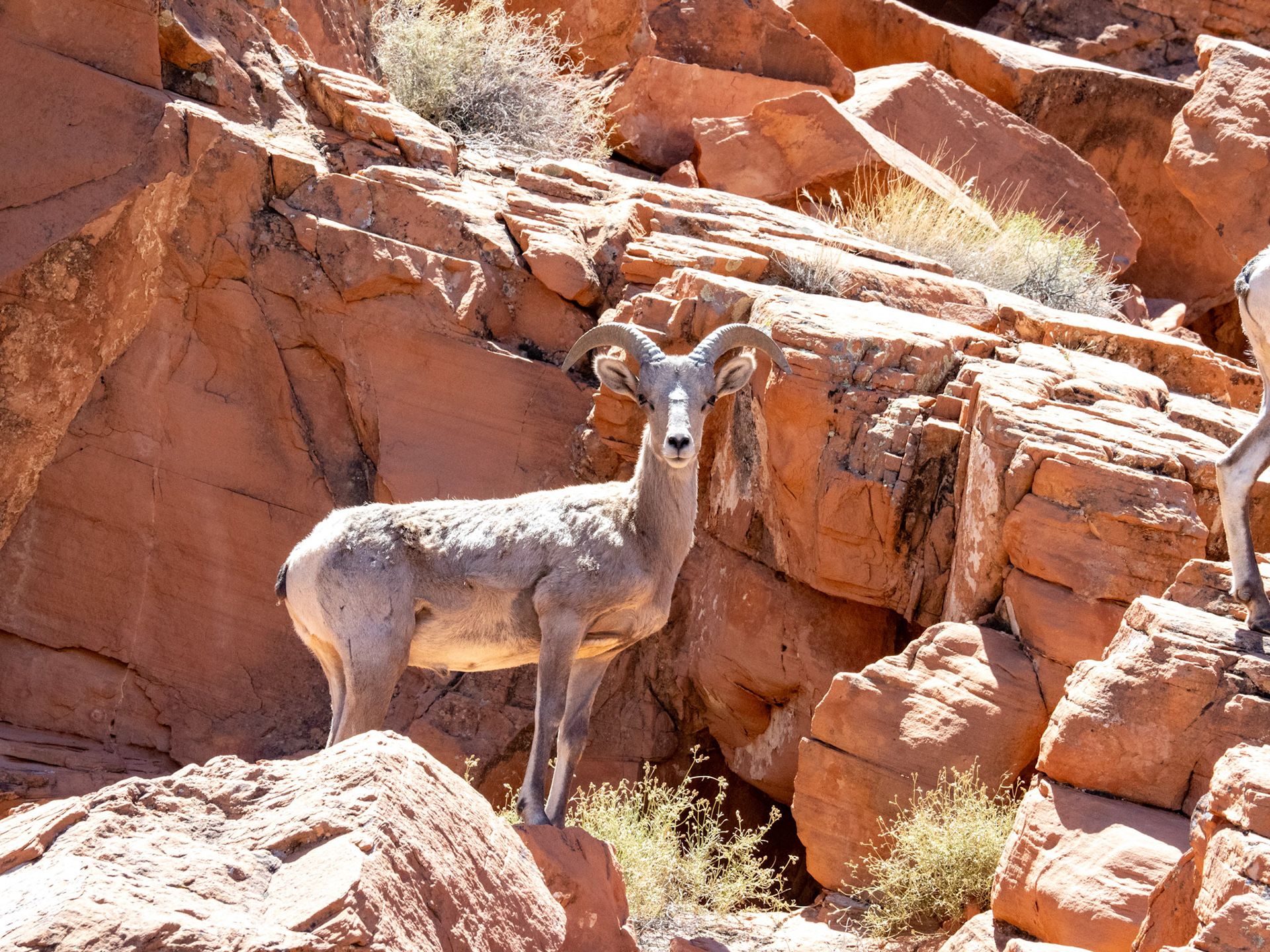 Bighorn Sheep at Atatl Campground