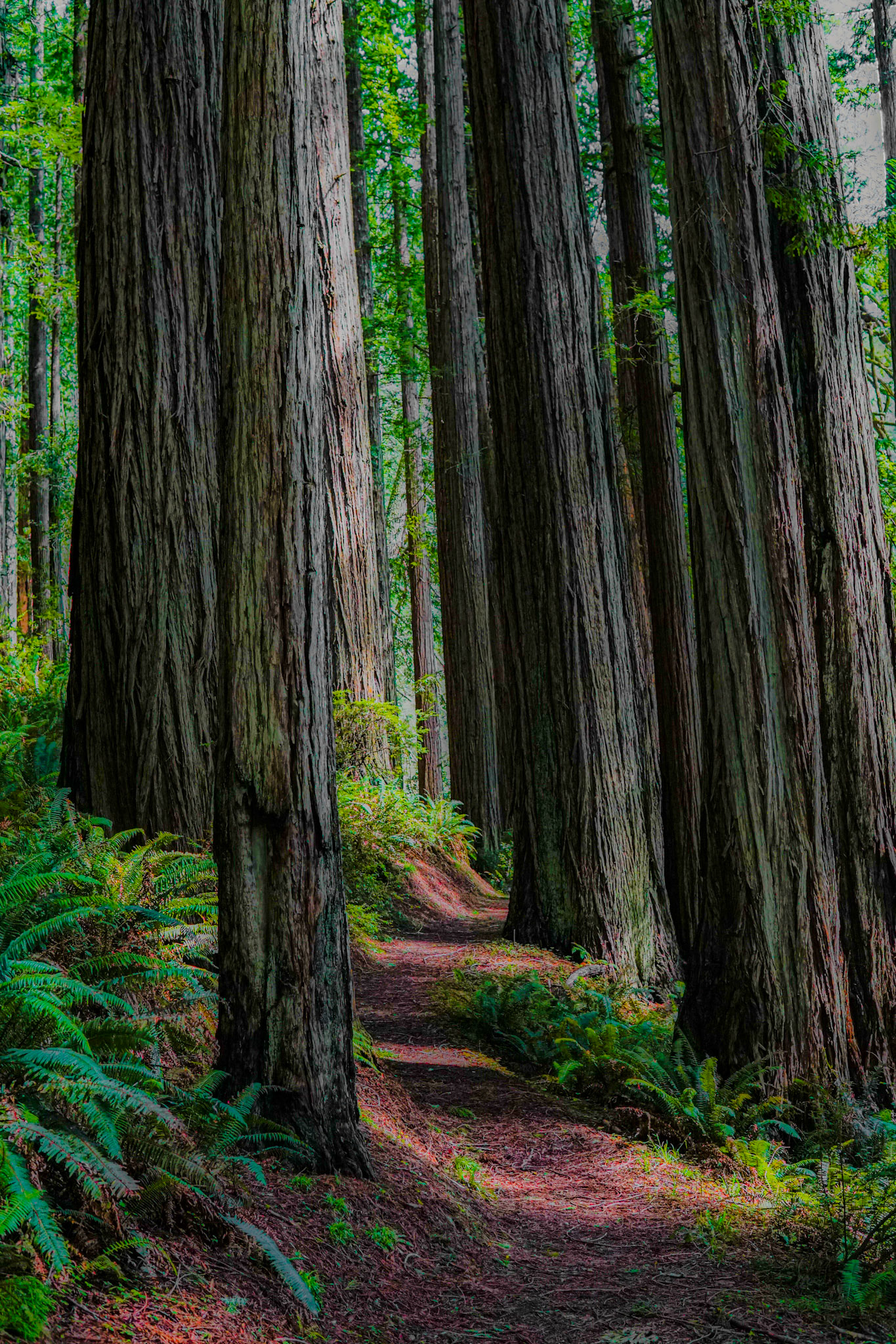 Redwood