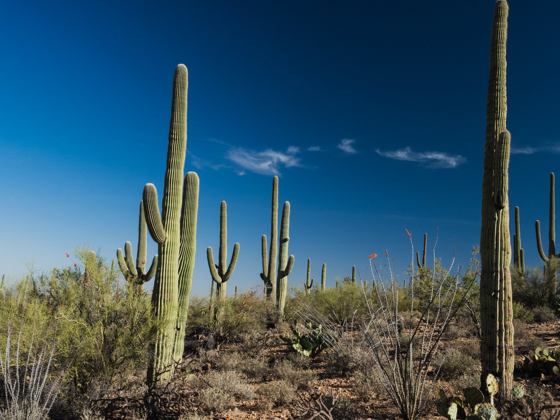 Saguaro National Park