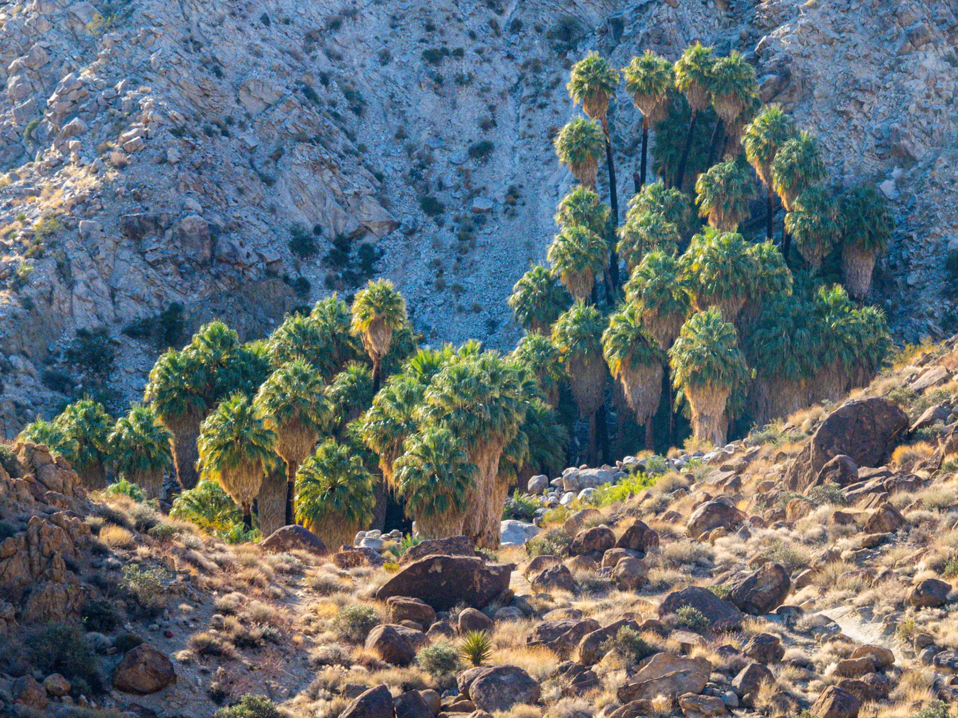 Joshua Tree National Park