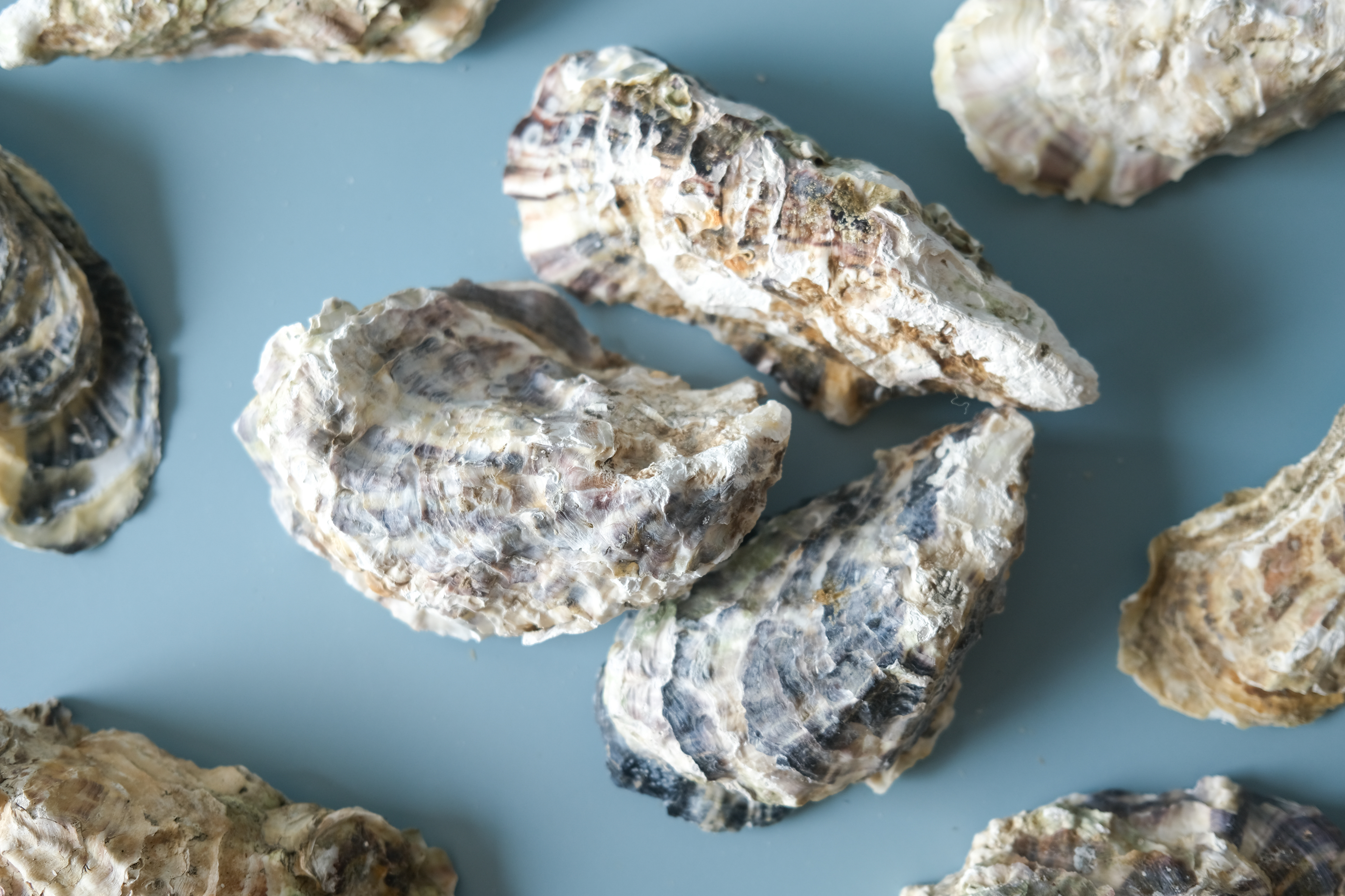 Oyster shells