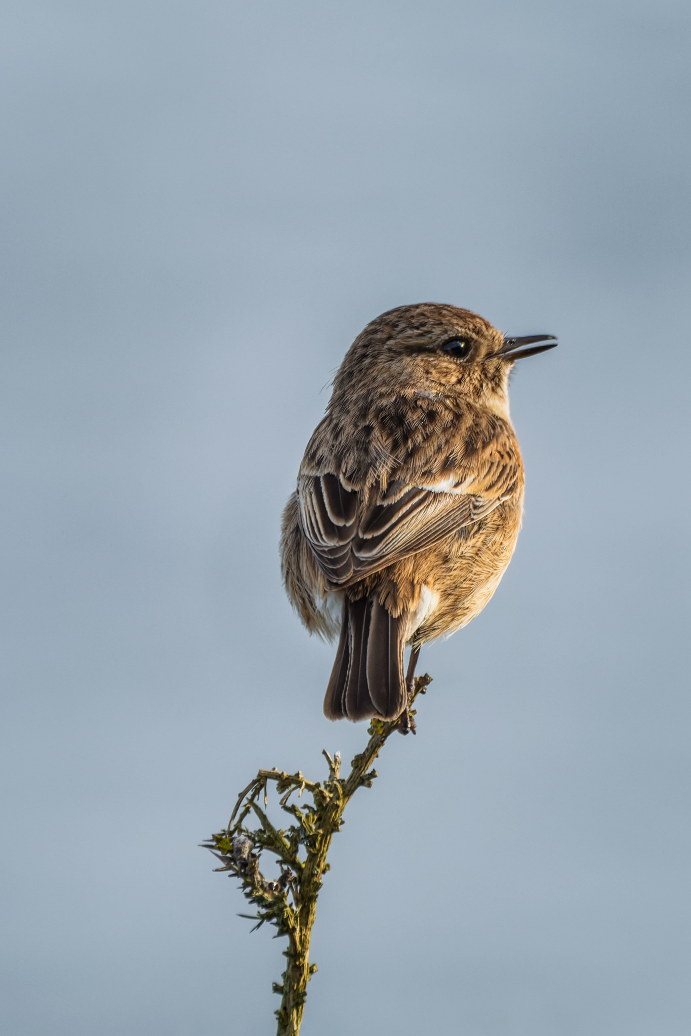European Stonechat, (Saxicola Rubicola). Stoke Point, Noss Mayo. 01.05.2023