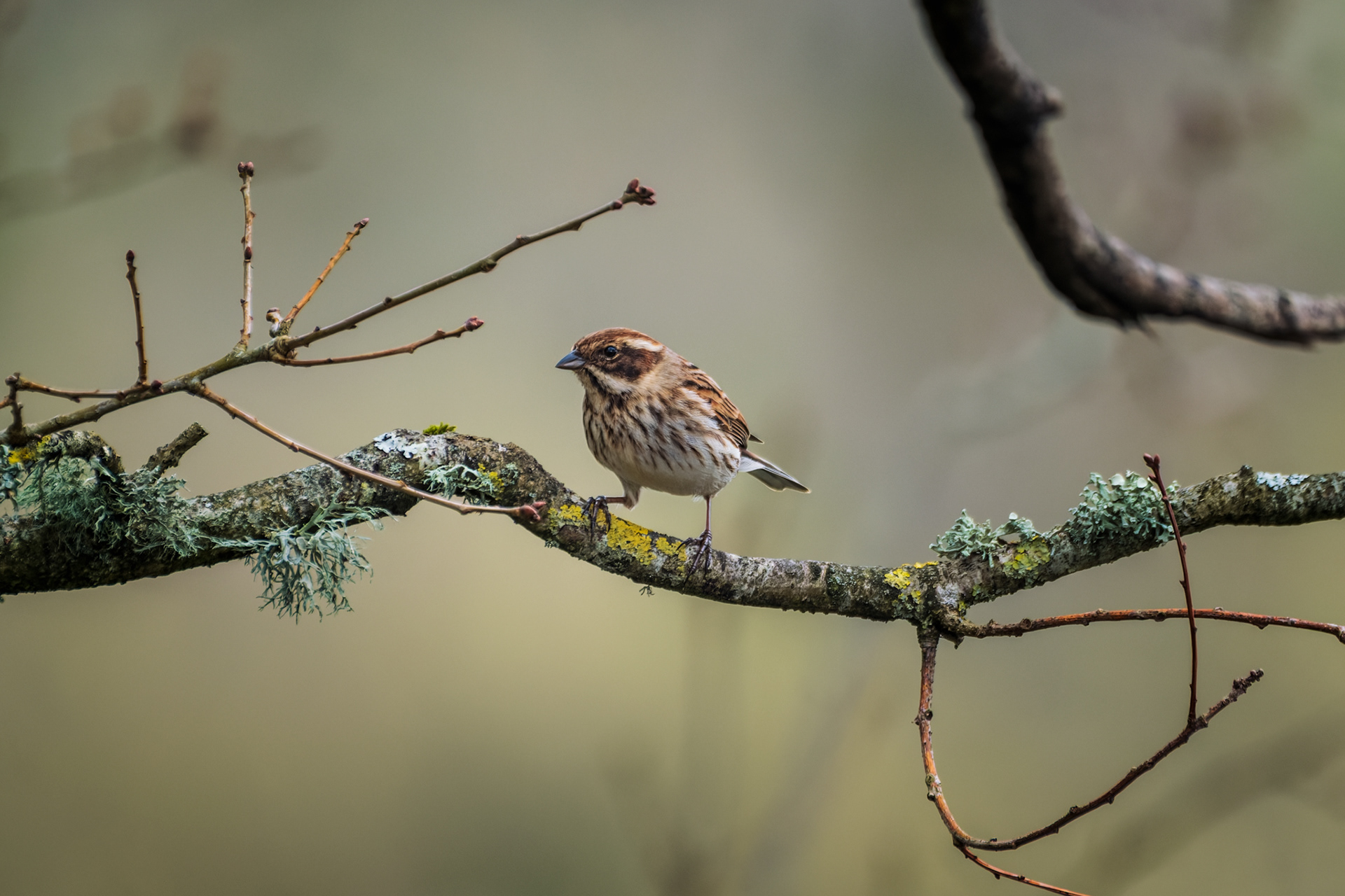 Common Reed Bunting, (Emberiza Schoeniclus). Hackney Marshes, Newton Abbot. 22.03.2023