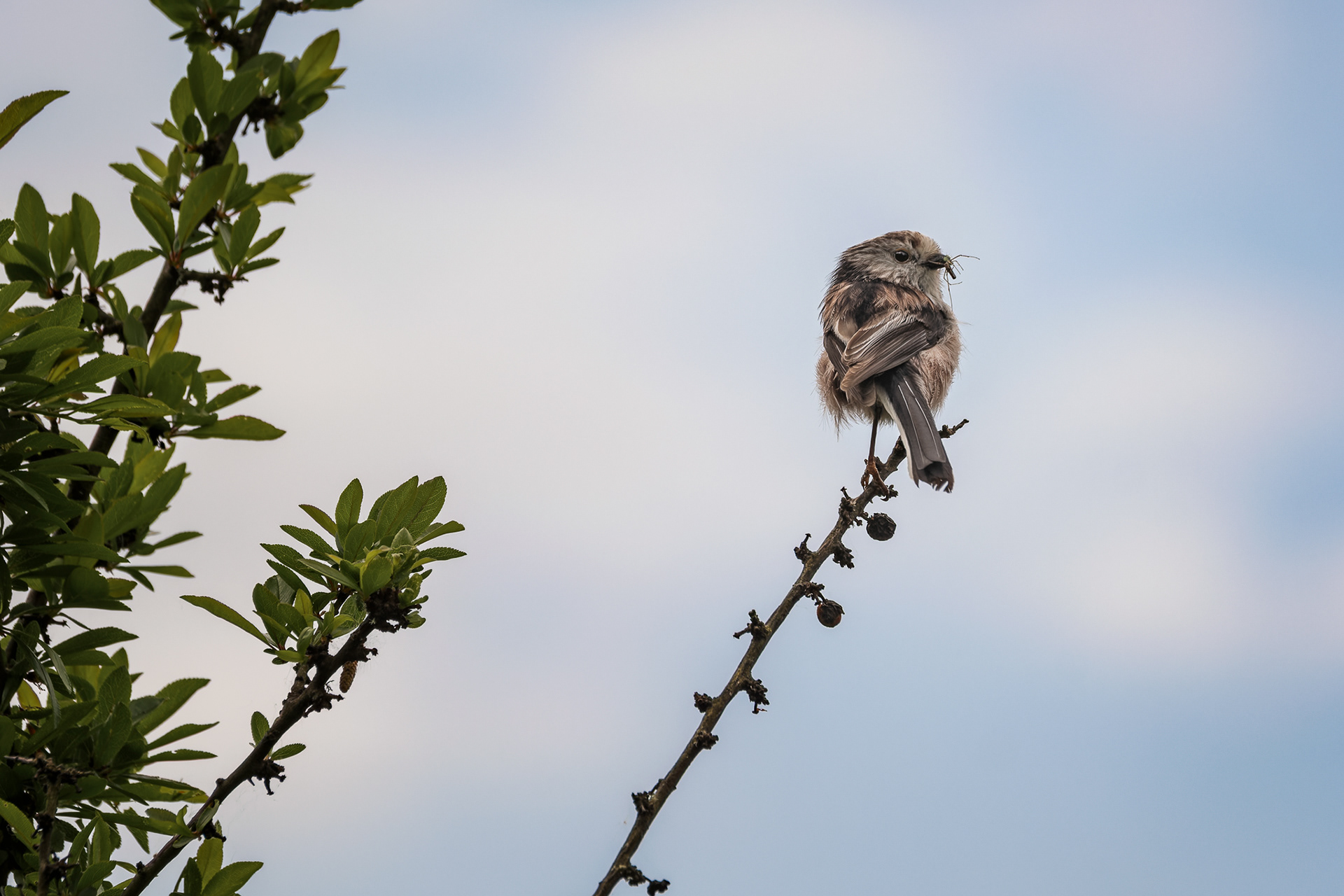 Long-Tailed Tit, (Aegithalos Caudatus). Landulph, Saltash. 30.04.2026