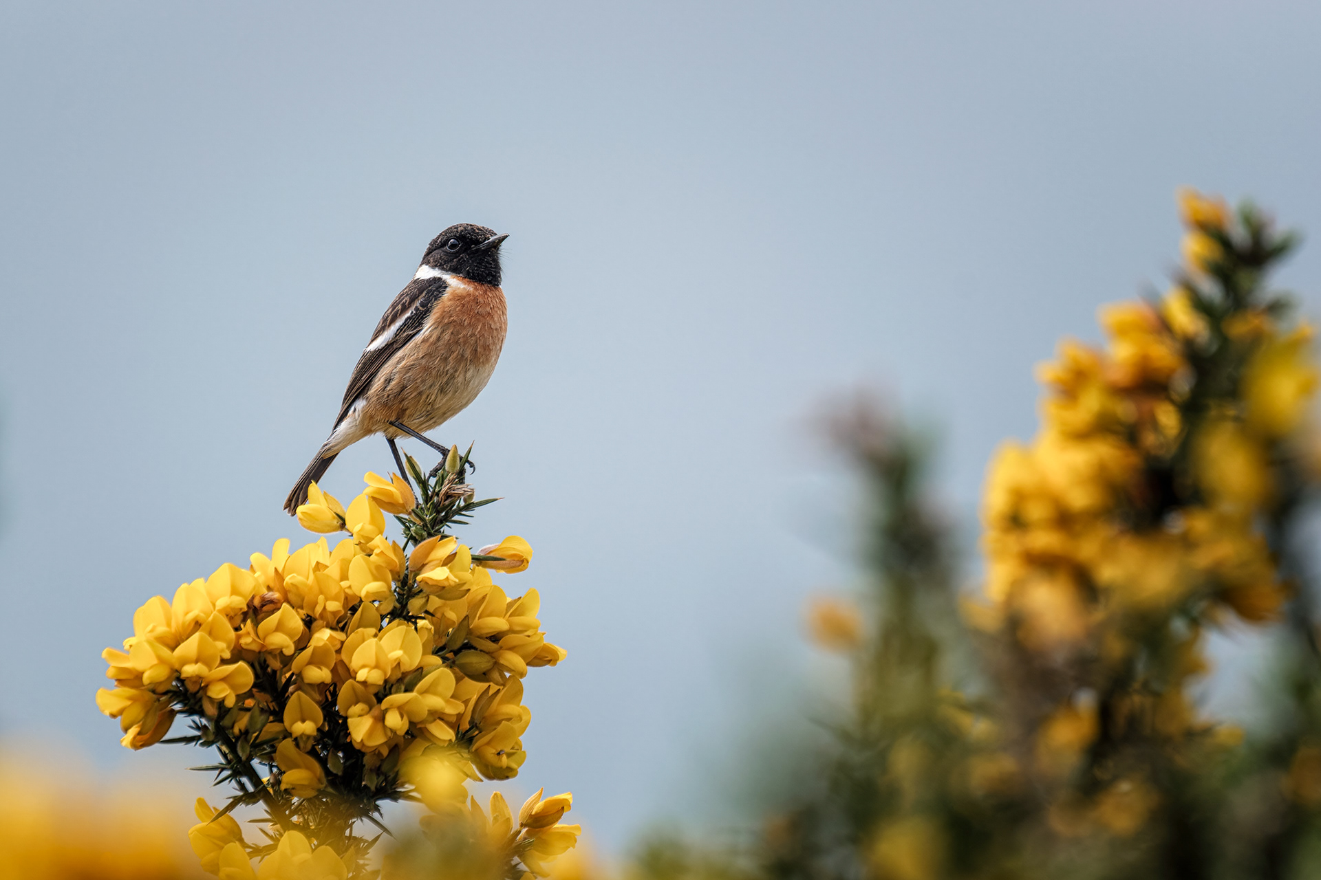 European Stonechat, (Saxicola Rubicola). Roborough Down, Clearbrook. 23.04.2025