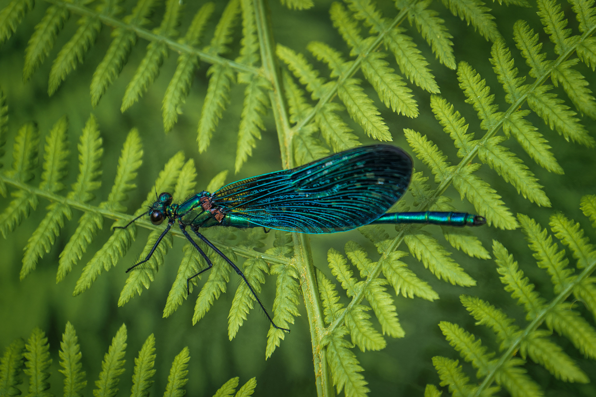 Male Beautiful Demoiselle Damselfly, (Calopteryx Virgo). Goss Moor NNR, St. Dennis. 28.05.2025