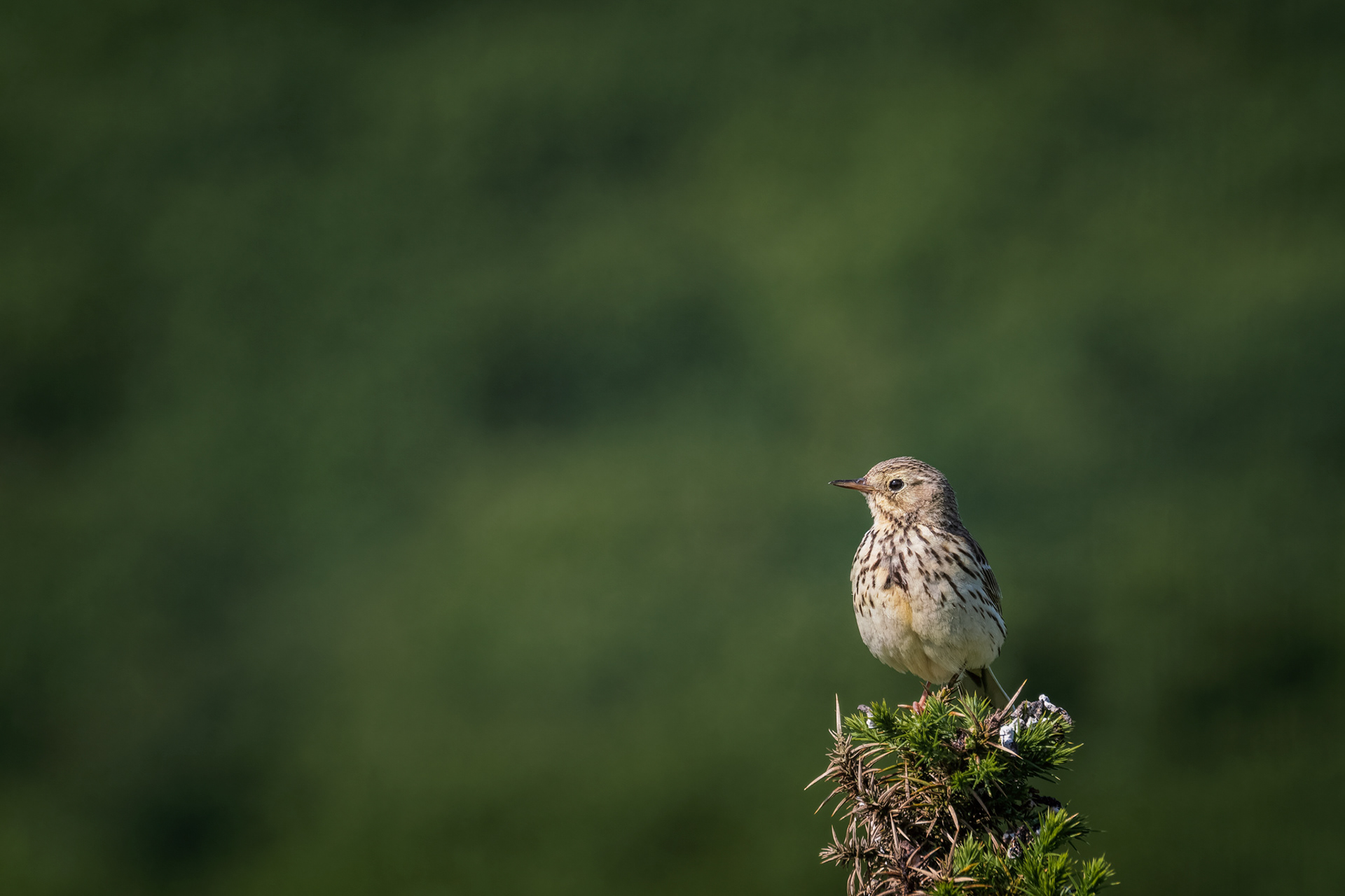 Meadow Pipit, (Anthus Pratensis). Crownhill Down, Lee Moor. 17.06.2024