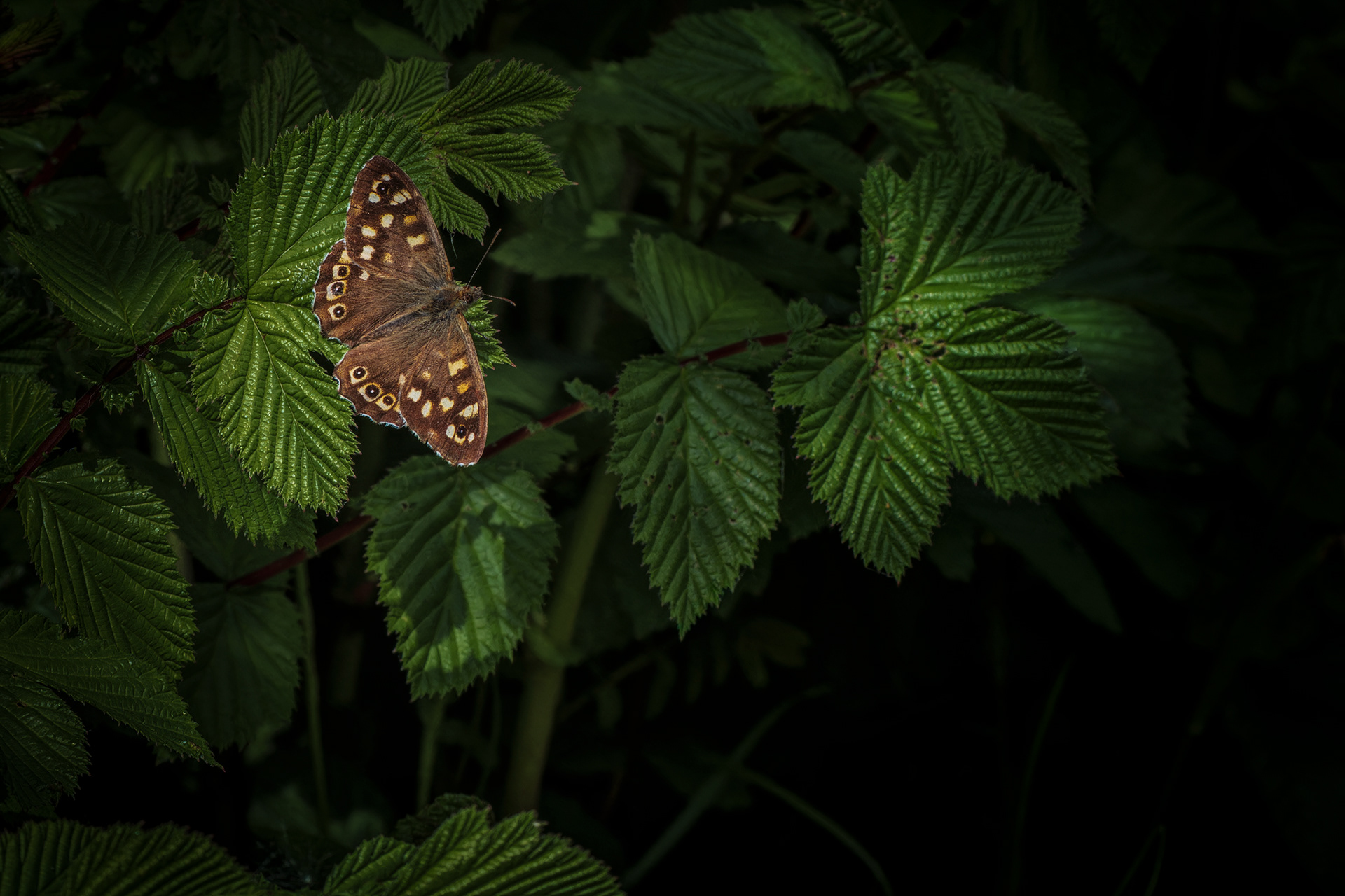 Speckled Wood, (Pararge Aegeria). RSPB Marazion Marsh, Marazion. 20.05.2022