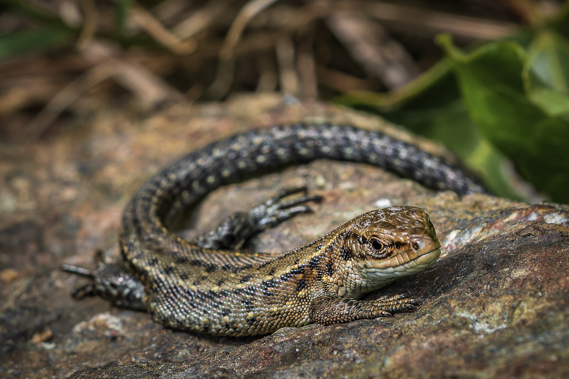 Common Lizard, (Zootoca Vivipara). Goonhilly Downs NNR, The Lizard. 23.05.2023