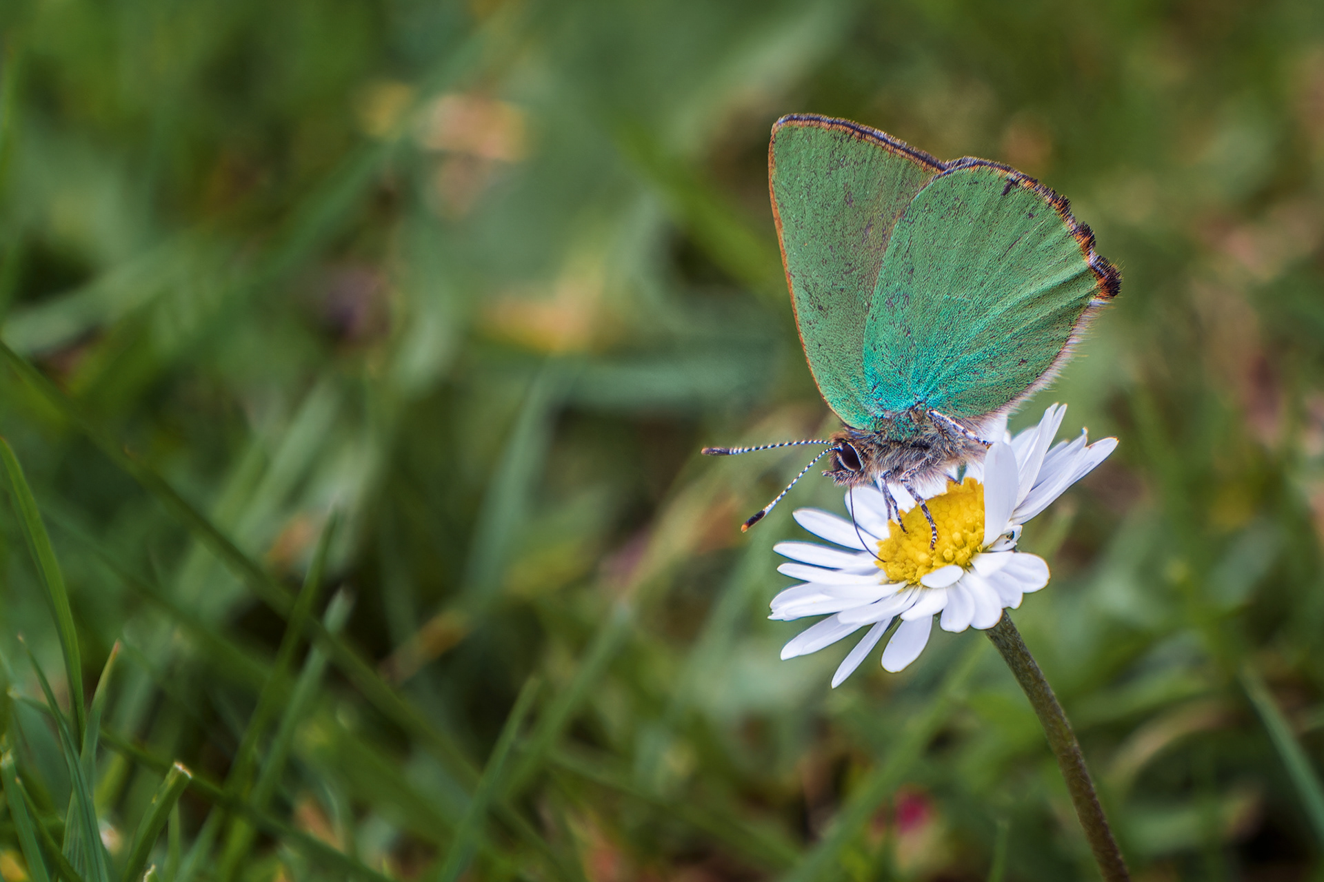 Green Hairstreak, (Callophrys Rubi). Goss Moor NNR, St. Dennis. 28.05.2025
