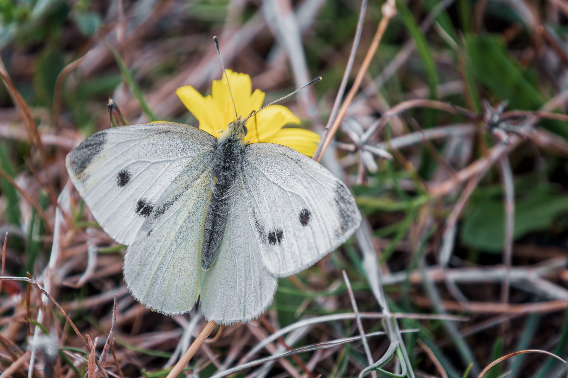 Large White, (Pieris Brassicae). Dawlish Warren NNR, Dawlish. 08.09.2020