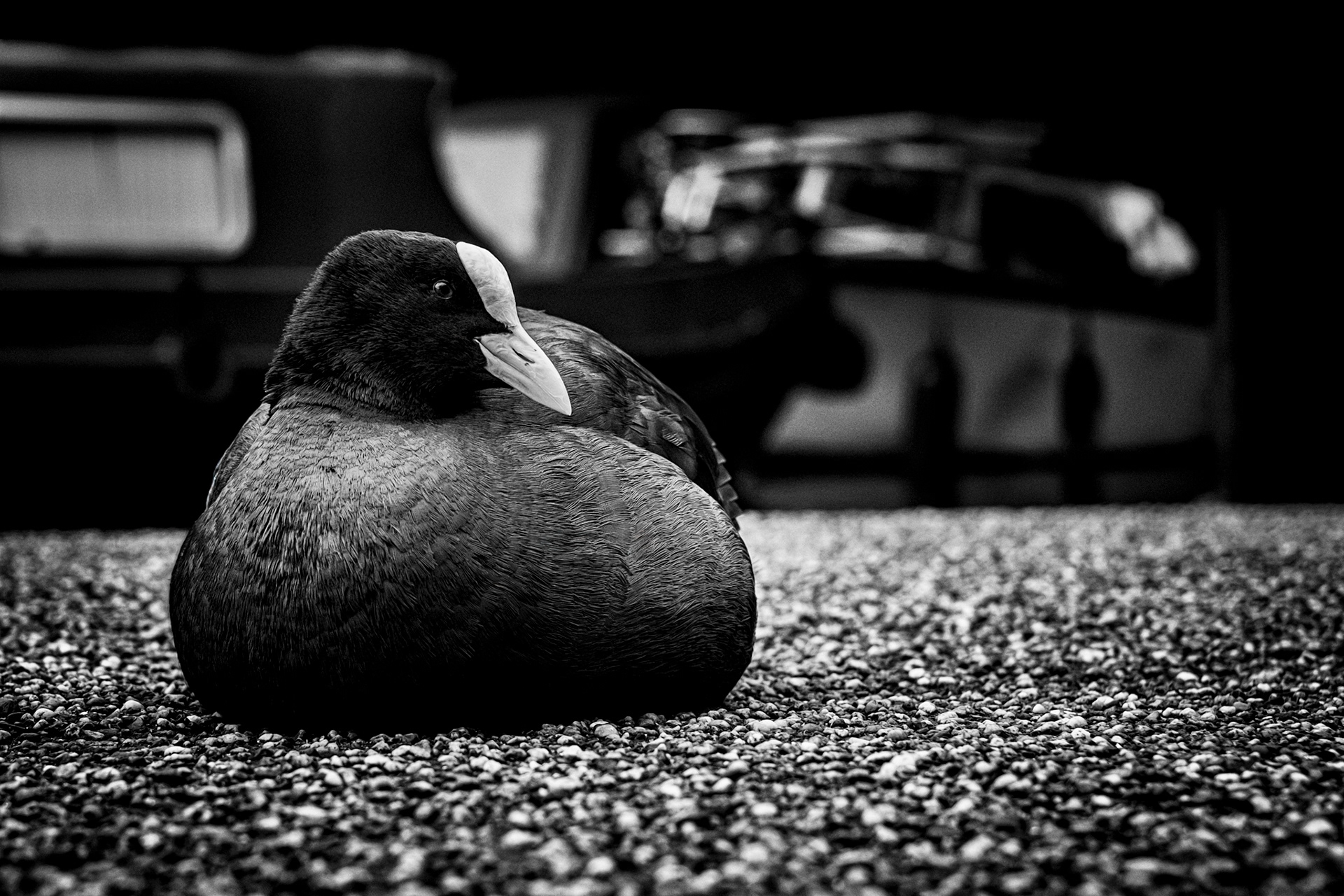Coot, (Fulica Atra). Regent's Canal, London. 26.01.2023