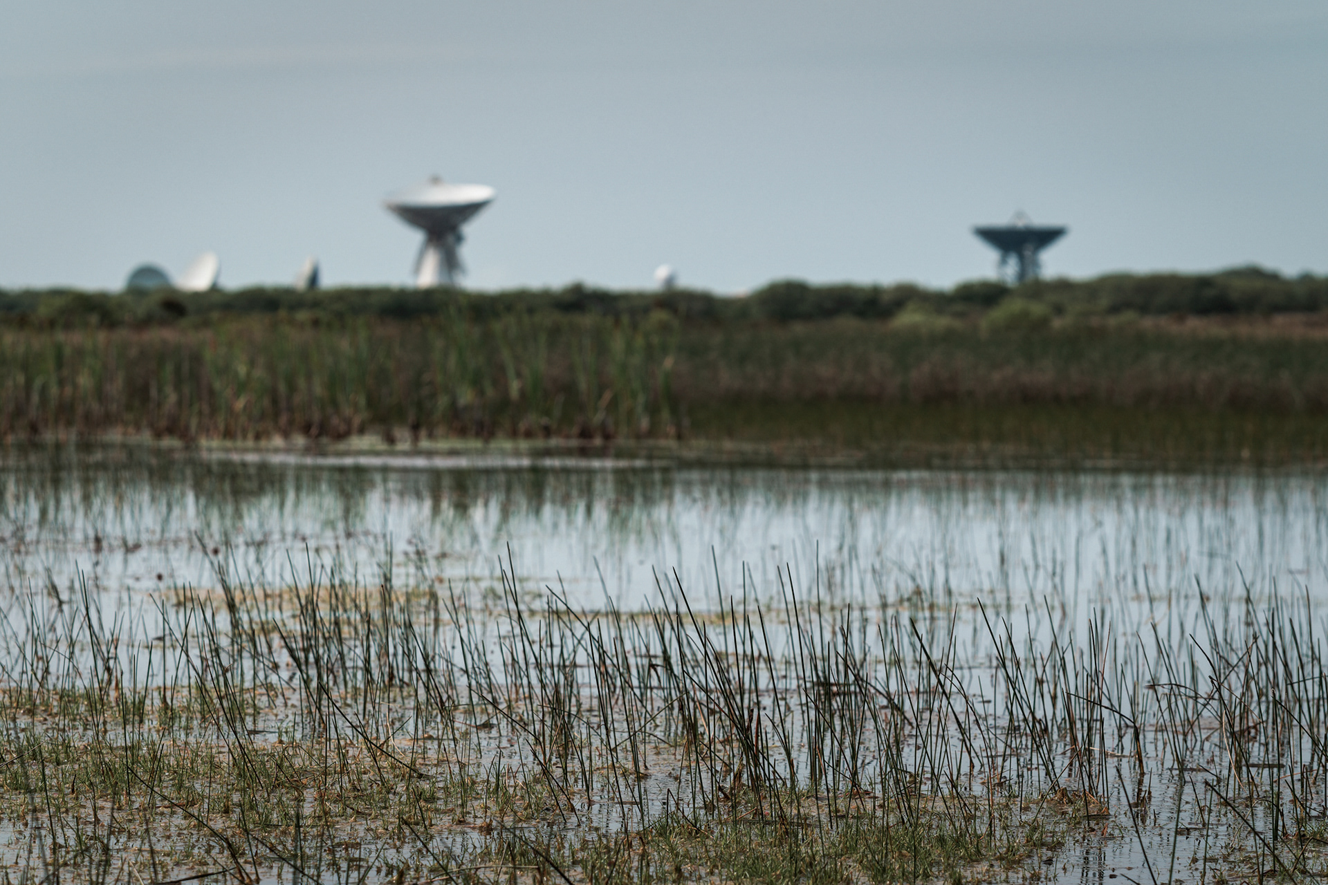 Croft Pascoe Pool. Goonhilly Downs NNR, The Lizard. 23.05.2023