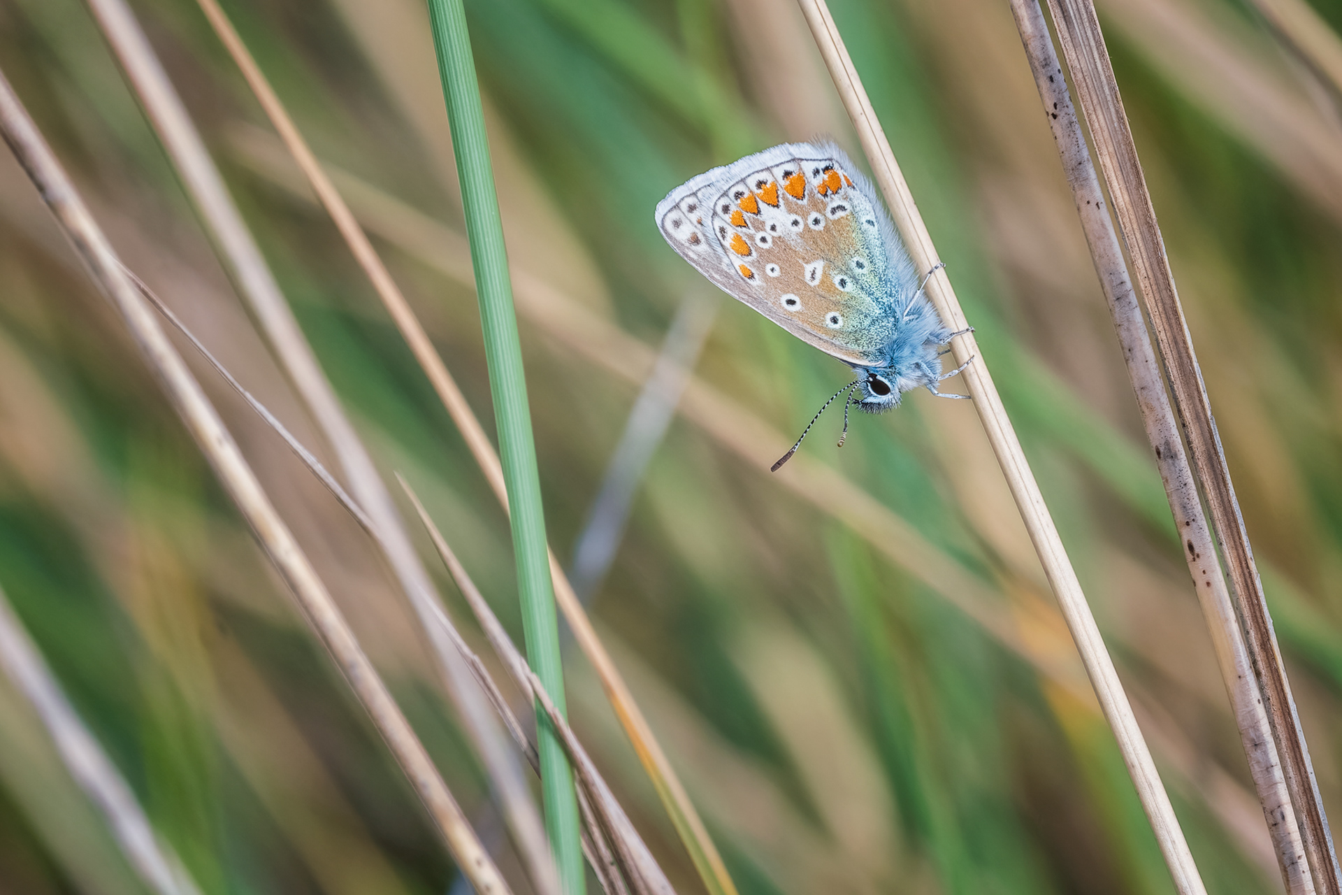 Common Blue, (Polyommatus Icarus). Upton Towans NR, Hayle. 19.05.2022