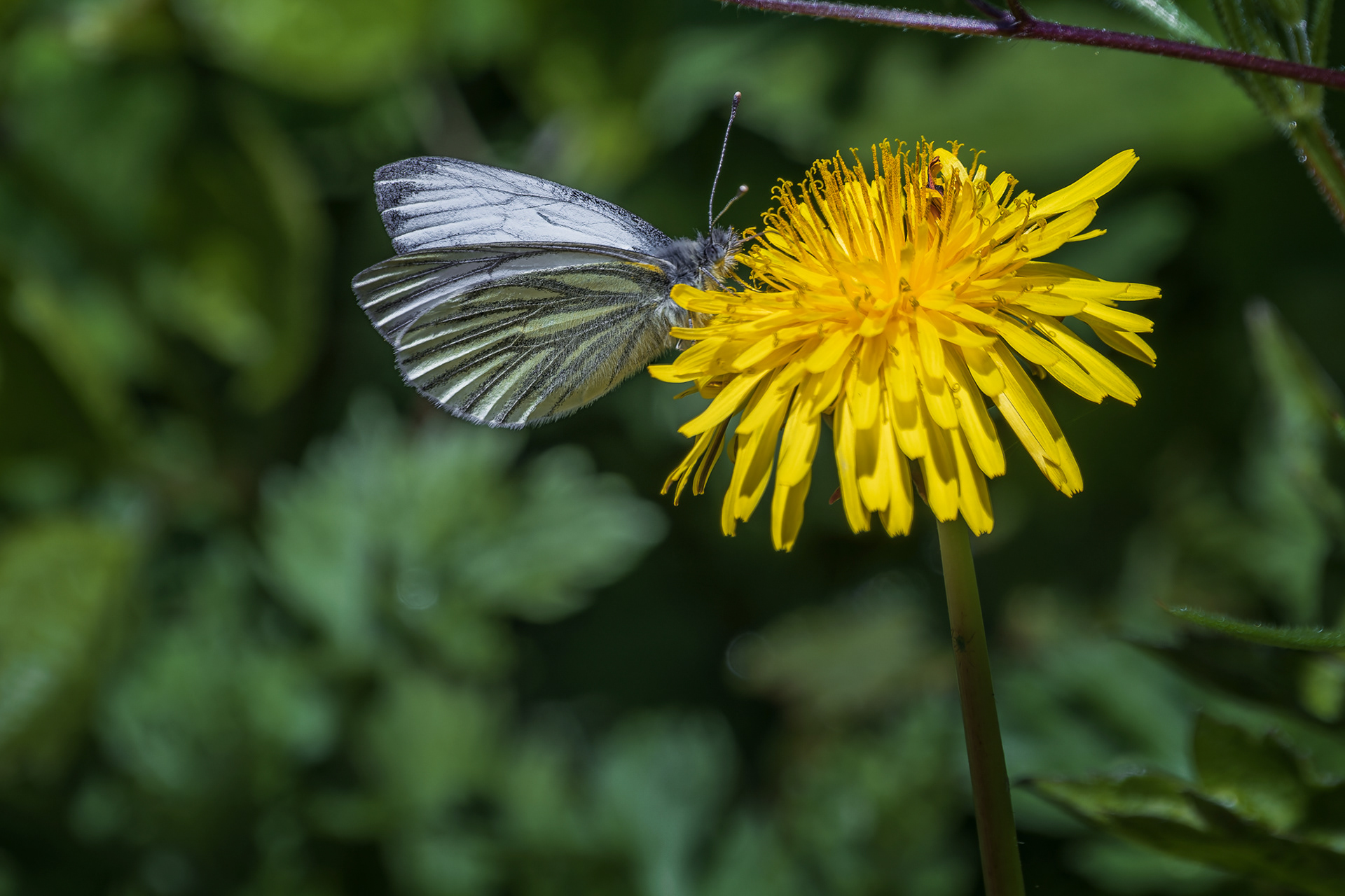 Green-Veined White, (Pieris Napi). Snapes Point, Salcombe. 24.04.2026
