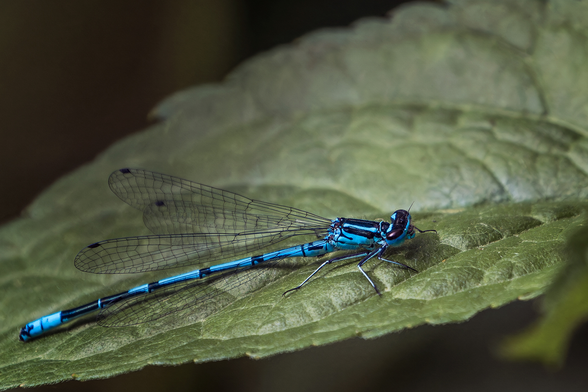Male Azure Damselfly, (Coenagrion Puella). Goss Moor NNR, St. Dennis. 28.05.2025