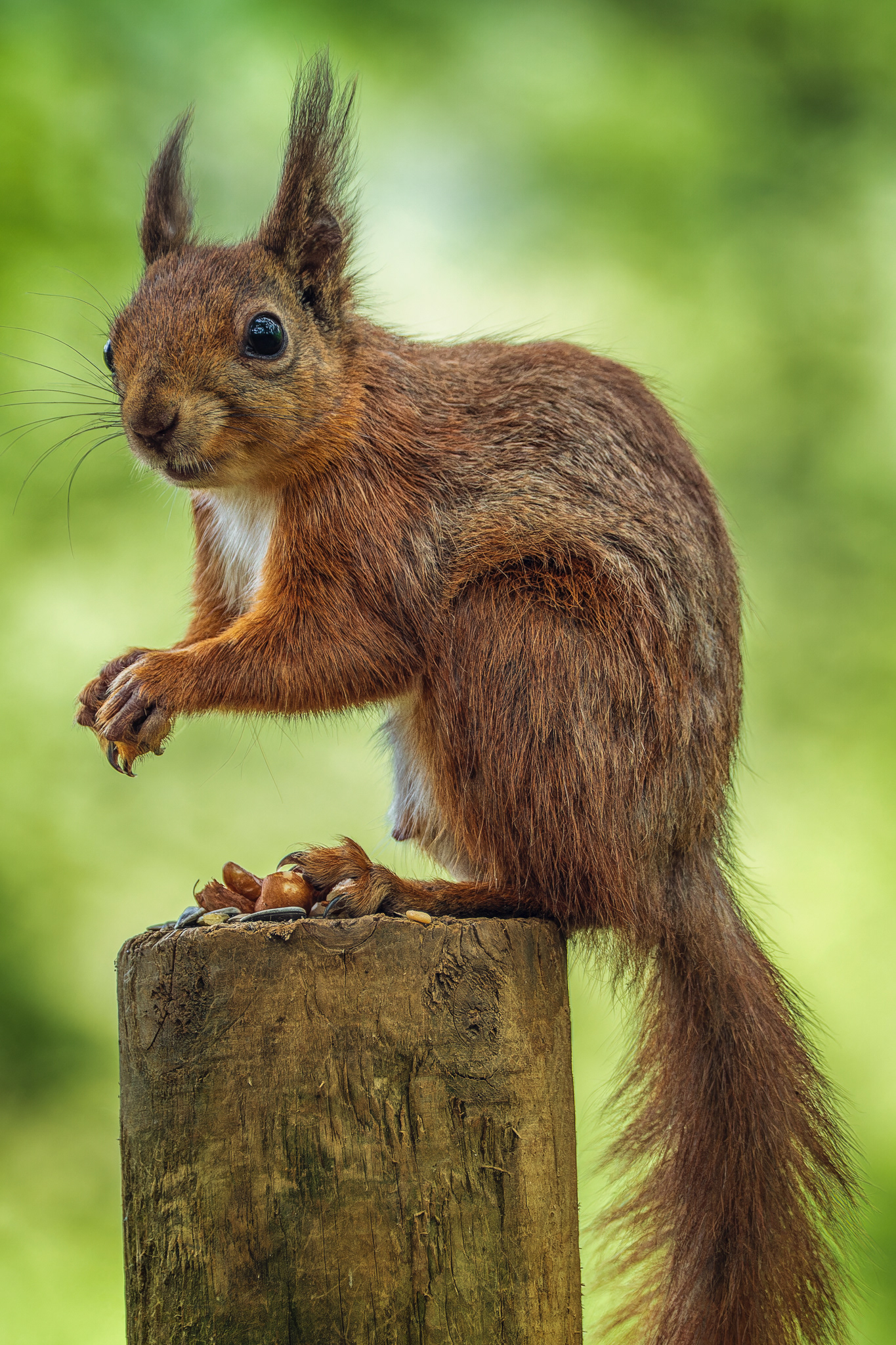 Red Squirrel, (Sciurus Vulgaris). Borthwood Copse, Isle of Wight. 03.06.2021