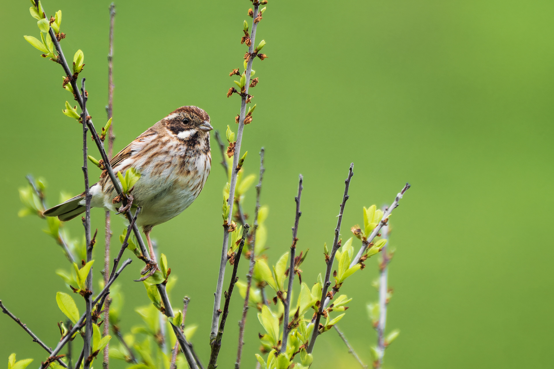 Common Reed Bunting, (Emberiza Schoeniclus). Man Sands, Brixham. 02.05.2023