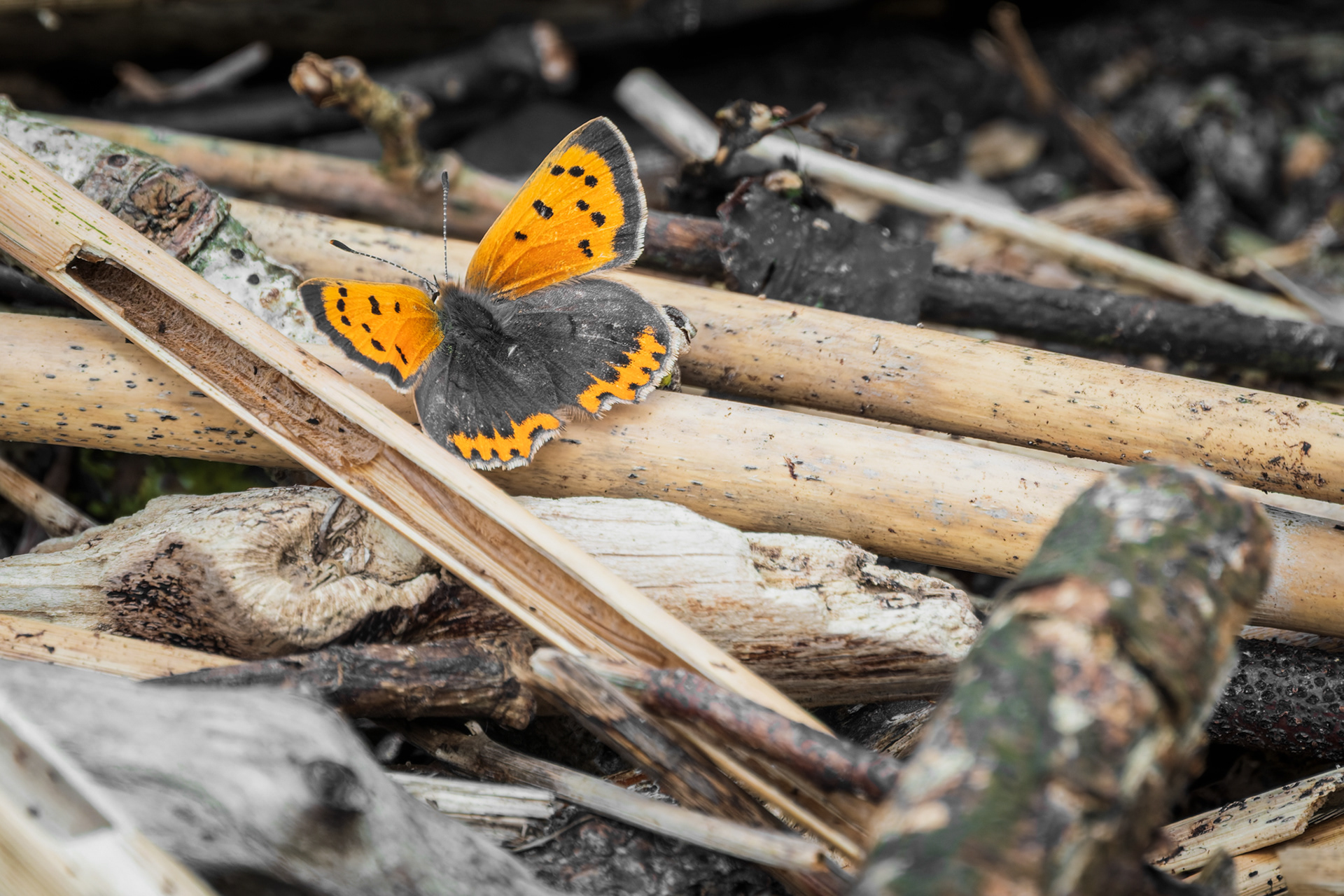 Small Copper, (Lycaena Phlaeas). Landulph, Saltash. 19.05.2023