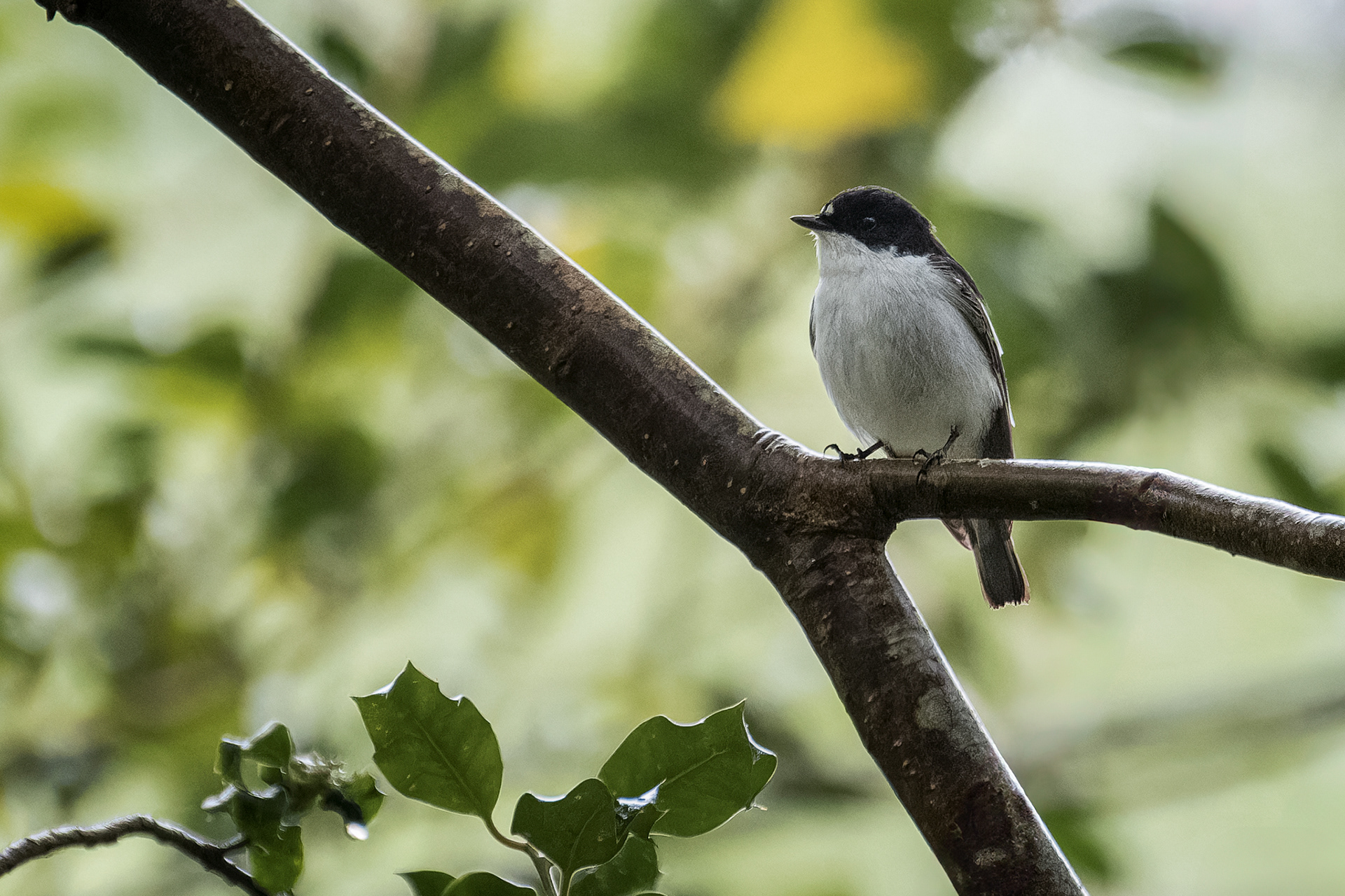 Pied Flycatcher, (Ficedula Hypoleuca). East Dartmoor NNR, Yarner Wood, Bovey Tracey. 12.05.2025