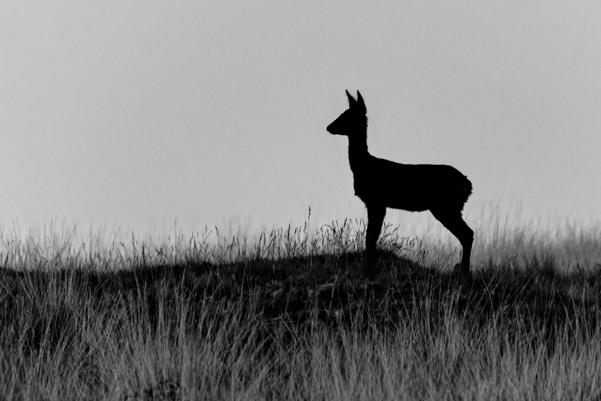 Roe Deer, (Capreolus Capreolus). Ringmoor Down, Dartmoor. 24.05.2022