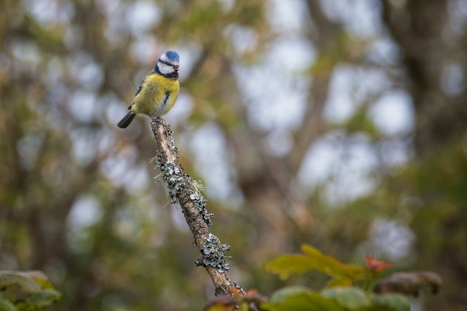 Blue Tit, (Cyanistes Caeruleus). Penlee Point, Torpoint. 21.04.2026