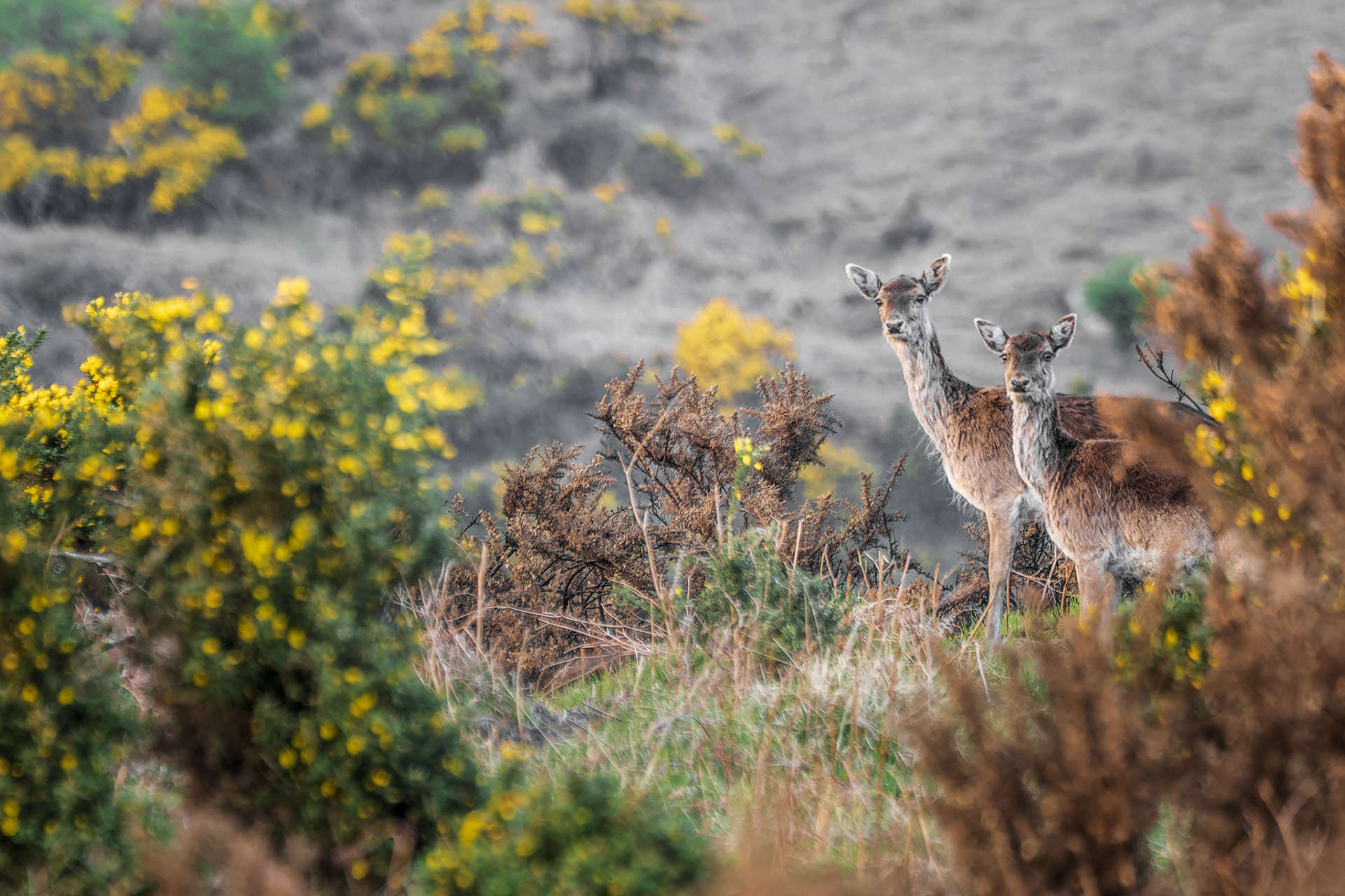 Roe Deer, (Capreolus Capreolus). Crownhill Down, Lee Moor. 25.04.2022