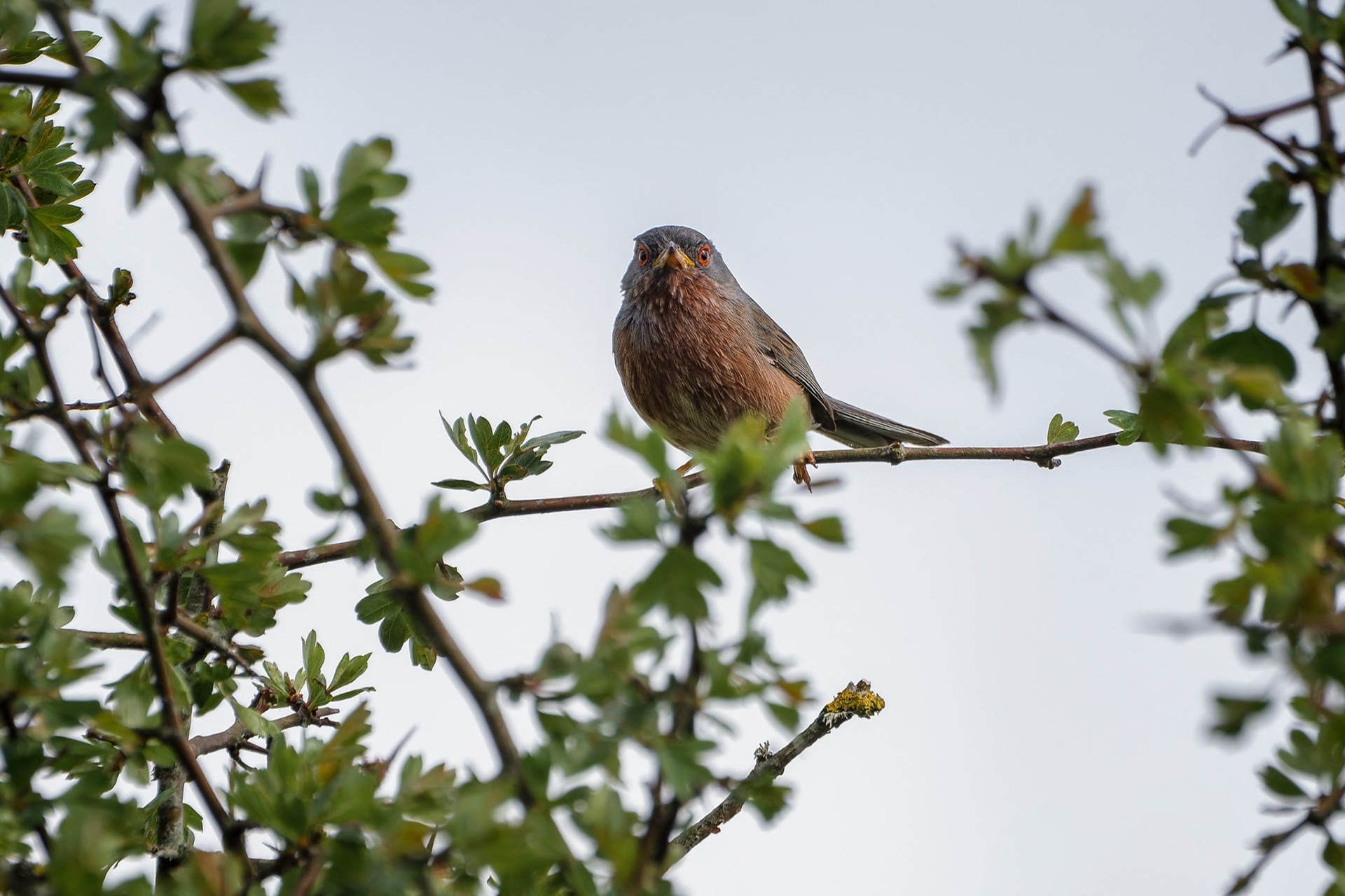 Dartford Warbler, (Curruca Undata). Roborough Down, Clearbrook. 23.04.2025