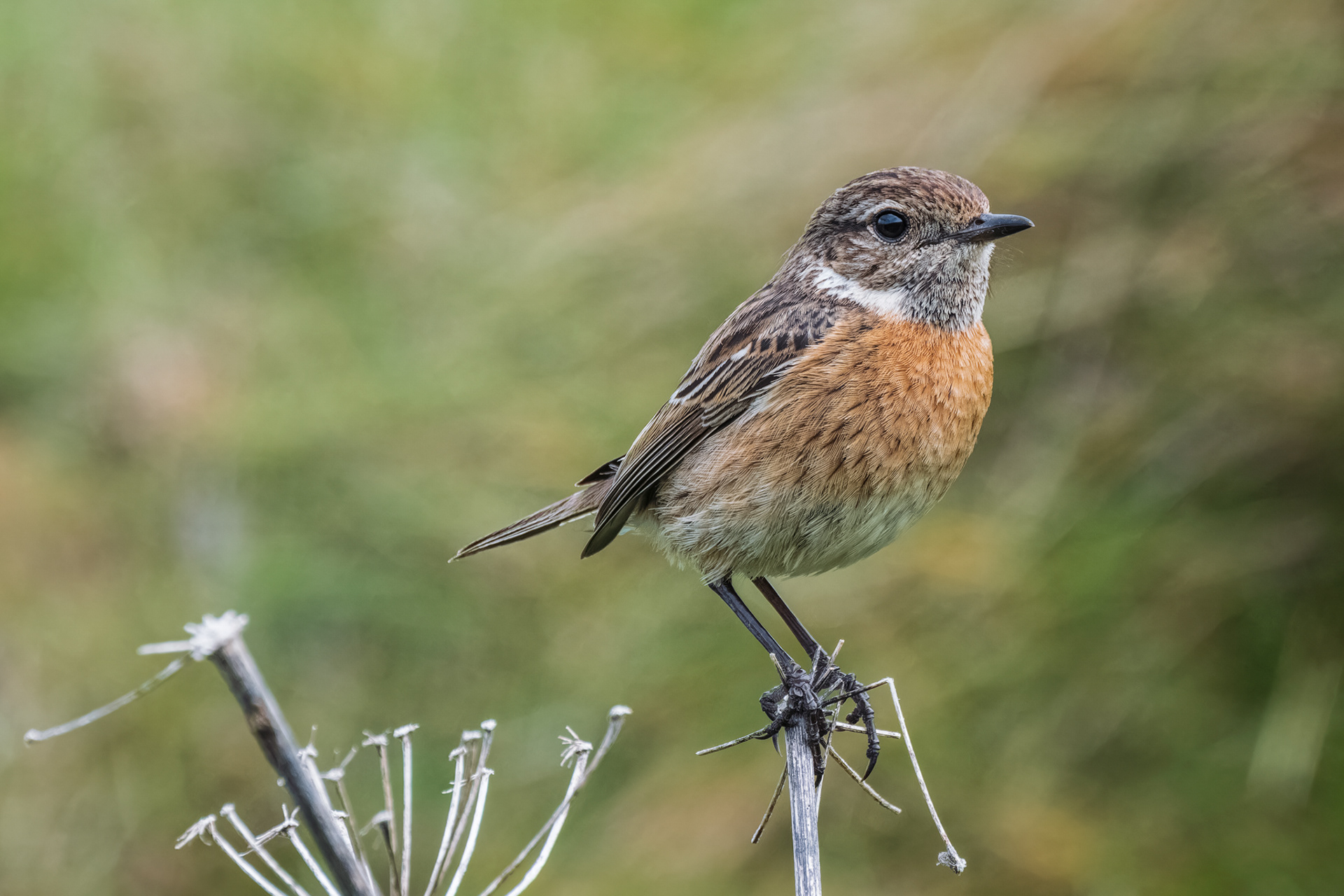 European Stonechat, (Saxicola Rubicola). Cape Cornwall, Penzance. 21.05.2022
