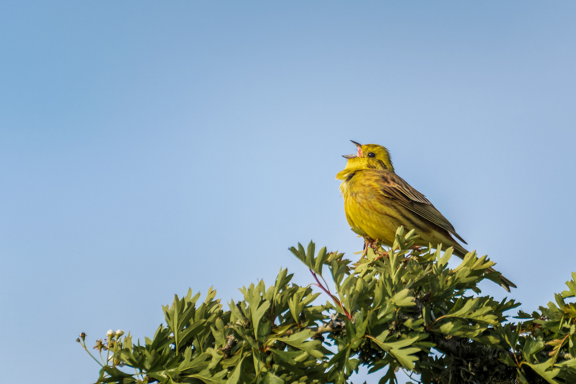 Yellowhammer, (Emberiza Citrinella). Ringmore Down, Dartmoor. 24.05.2022