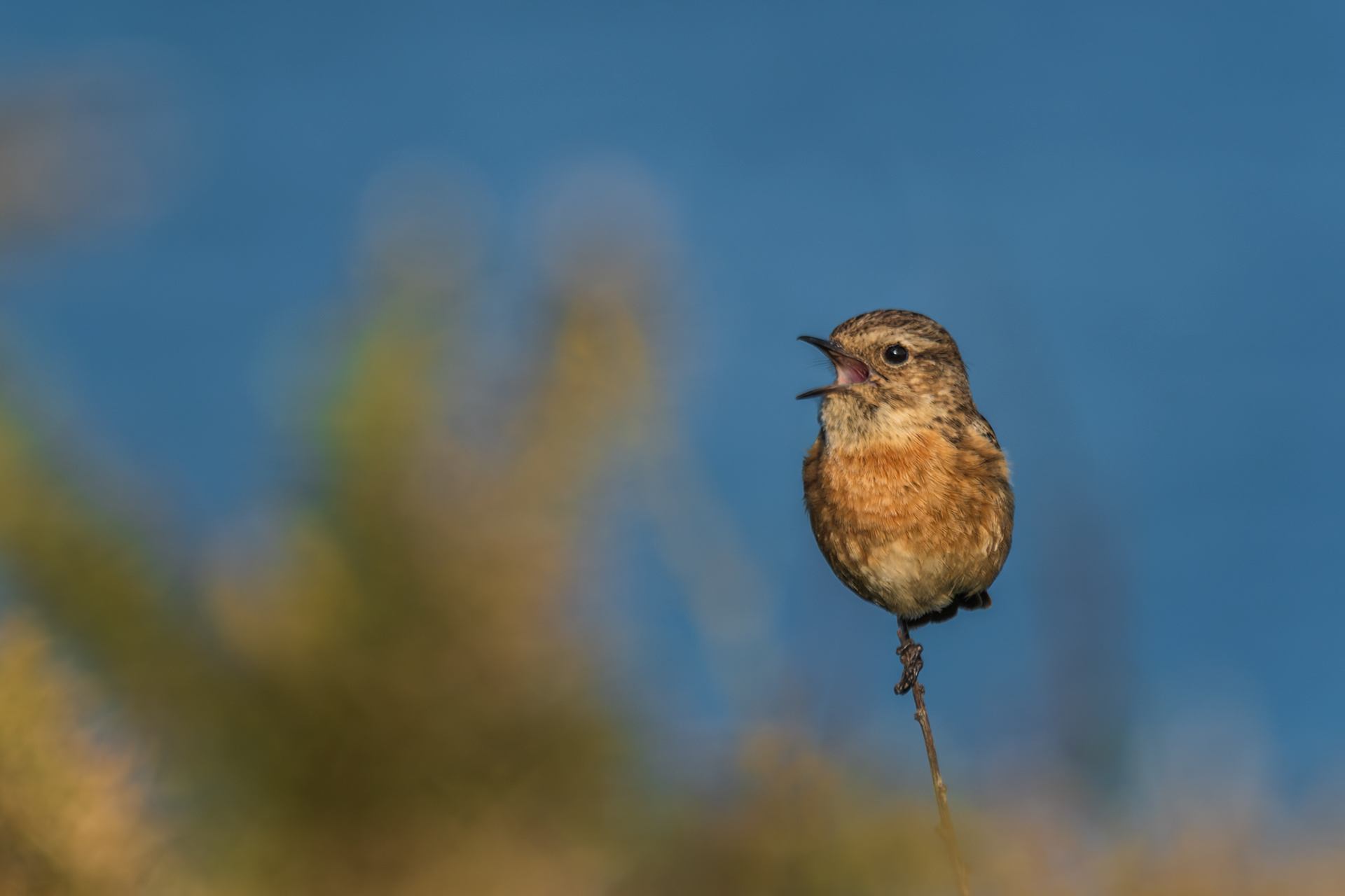 European Stonechat, (Saxicola Rubicola). Stoke Point, Noss Mayo. 01.05.2023