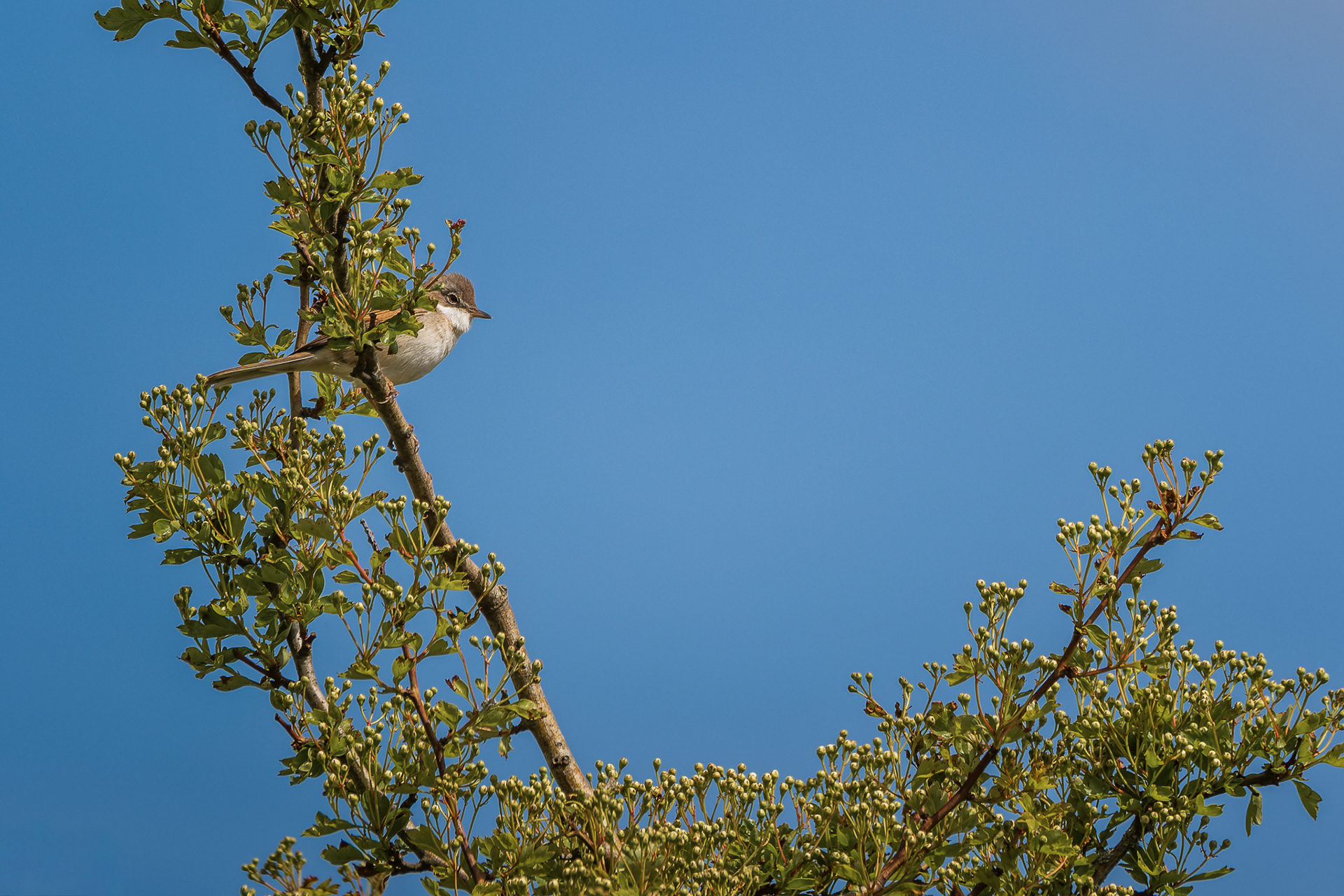 Whitethroat, (Curruca Communis). Snapes Point, Salcombe. 24.04.2026
