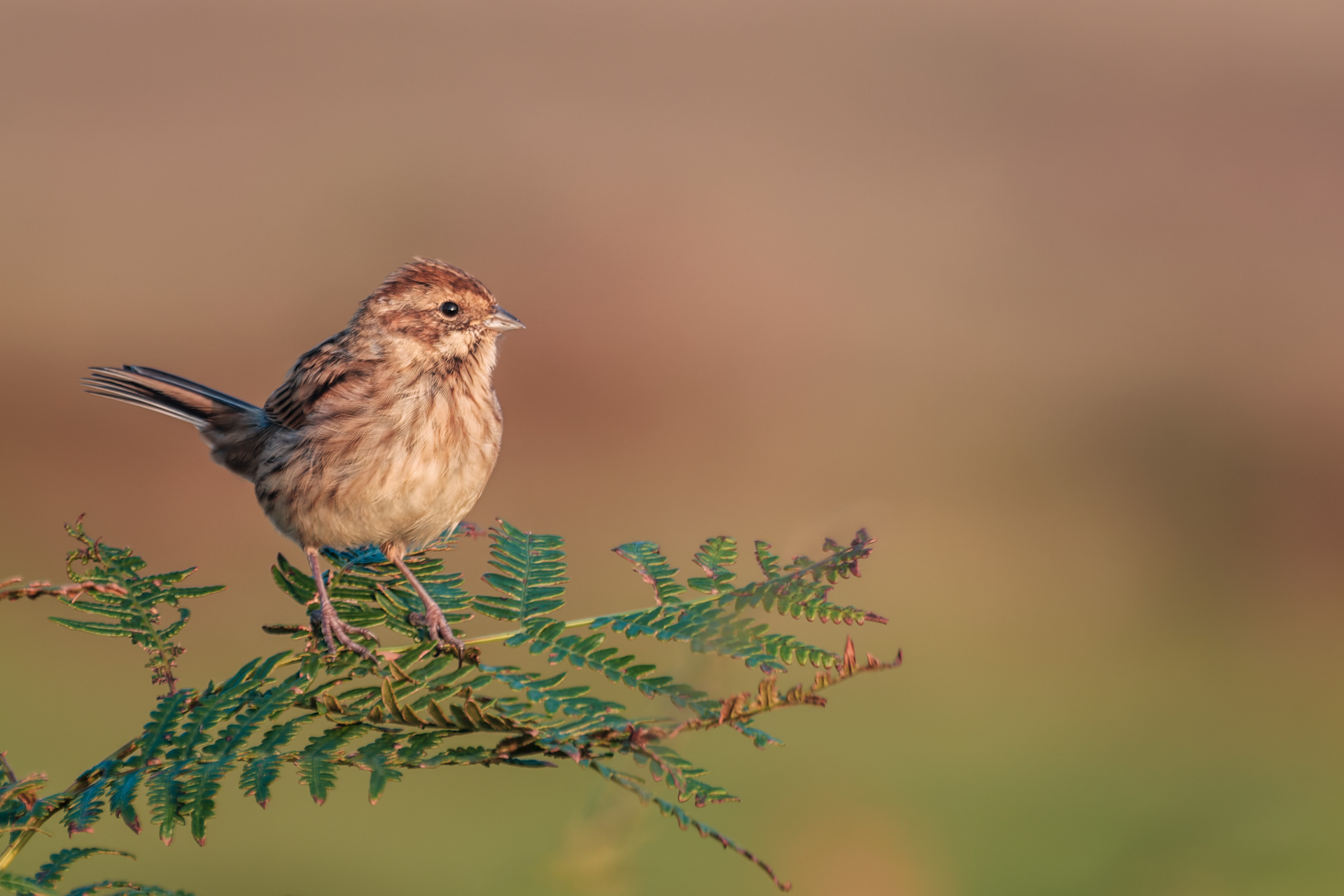 Common Reed Bunting, (Emberiza Schoeniclus). Cadover Bridge, Dartmoor. 15.09.2020