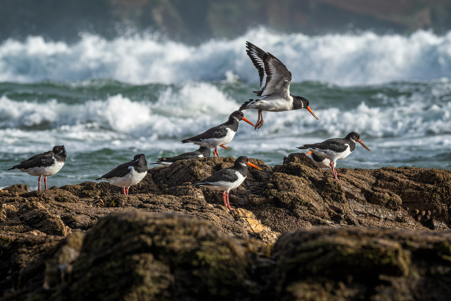 Oystercatcher, (Haematopus Ostralegus). Wembury Point, Plymouth. 31.10.2025