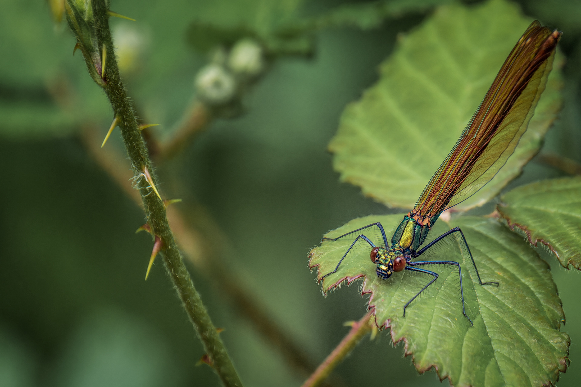 Female Beautiful Demoiselle Damselfly, (Calopteryx Virgo). Goss Moor NNR, St. Dennis. 28.05.2025