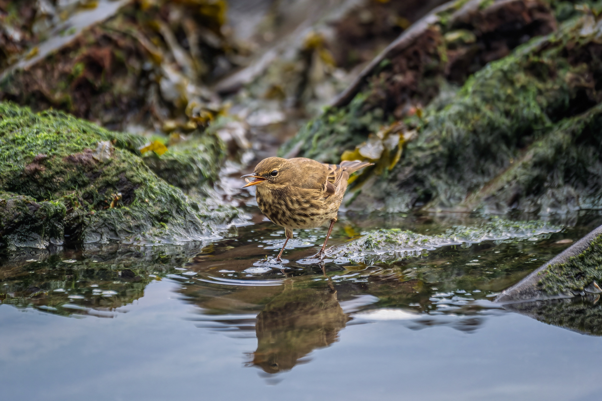 Rock Pipit, (Anthus Petrosus). Wembury Point, Plymouth. 31.10.2025