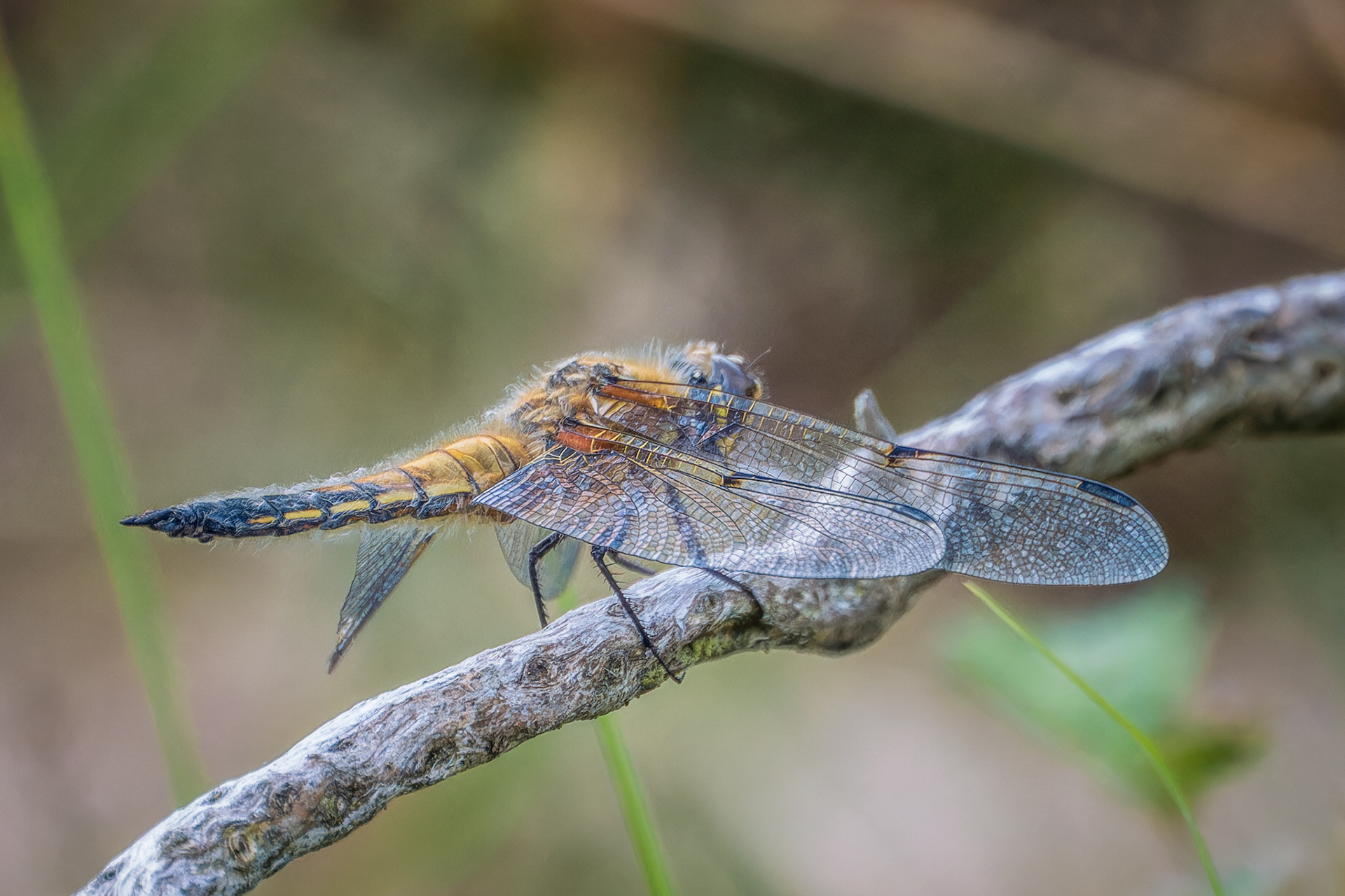 Male Four-Spotted Chaser Dragonfly, (Libellula Quadrimaculata). Goss Moor NNR, St. Dennis. 28.05.2025