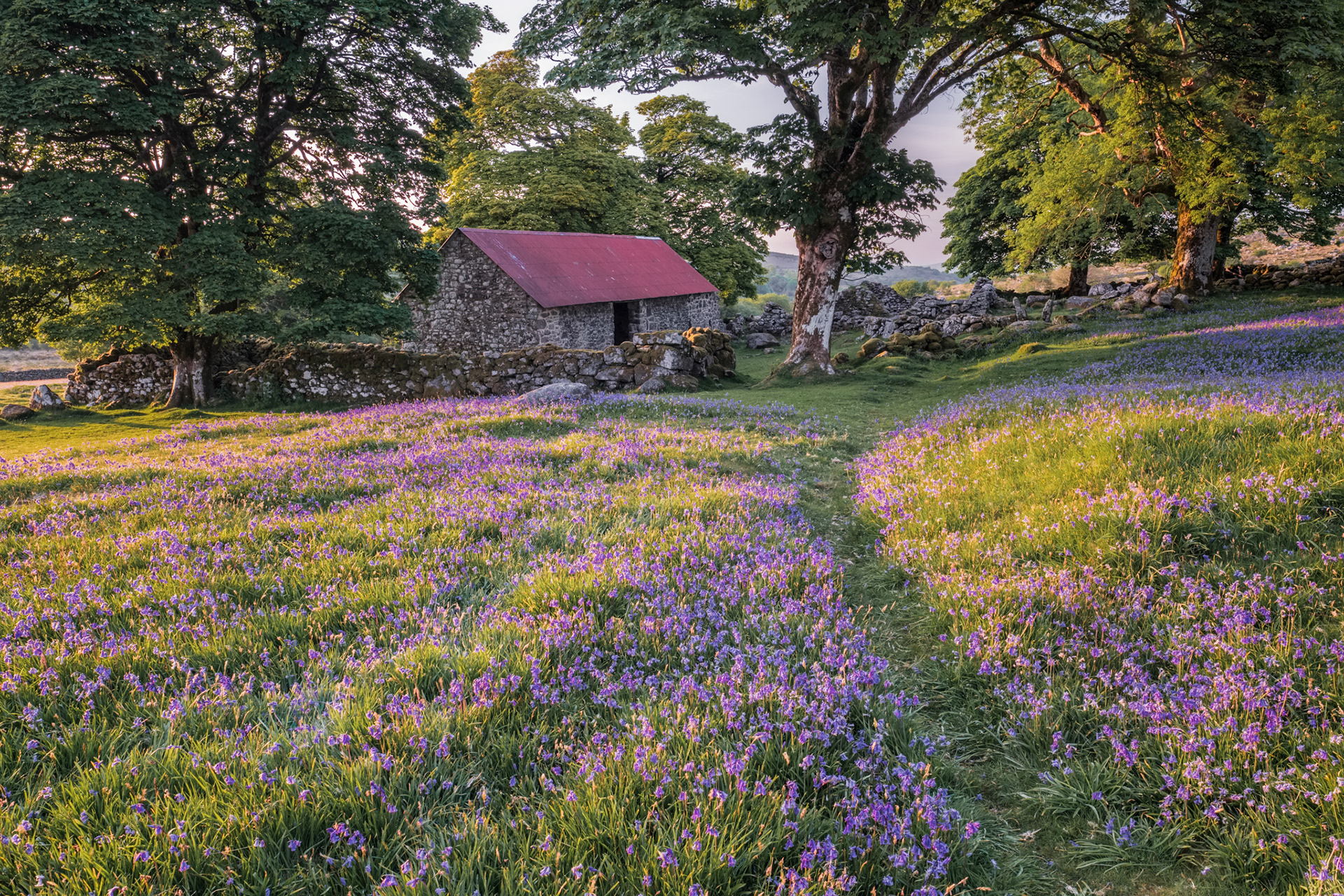 Emsworthy Barn. Emsworthy Mire NR, Dartmoor. 19.05.2020