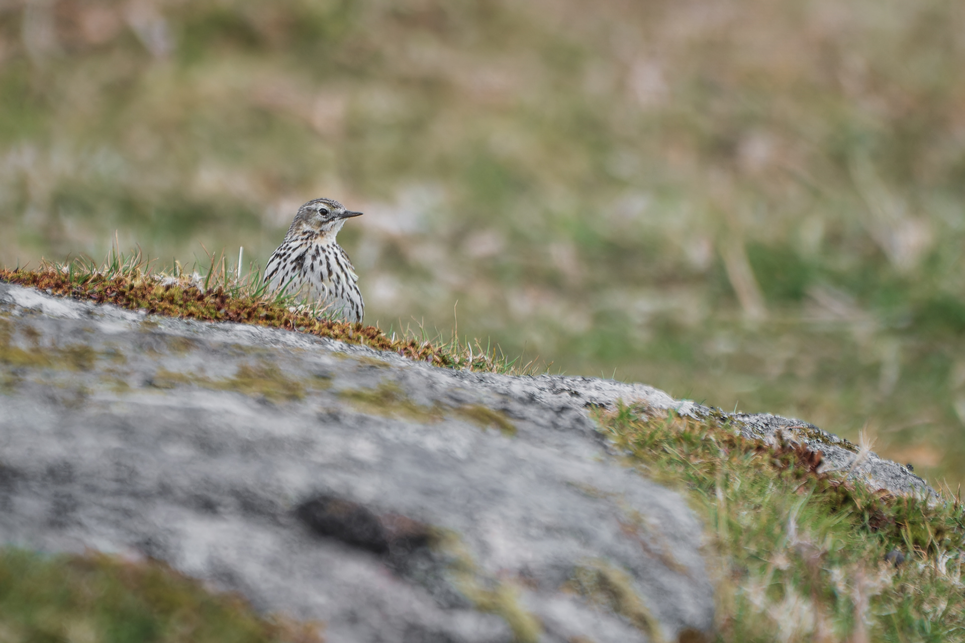Meadow Pipit, (Anthus Pratensis). Cadover Bridge, Dartmoor. 05.05.2021