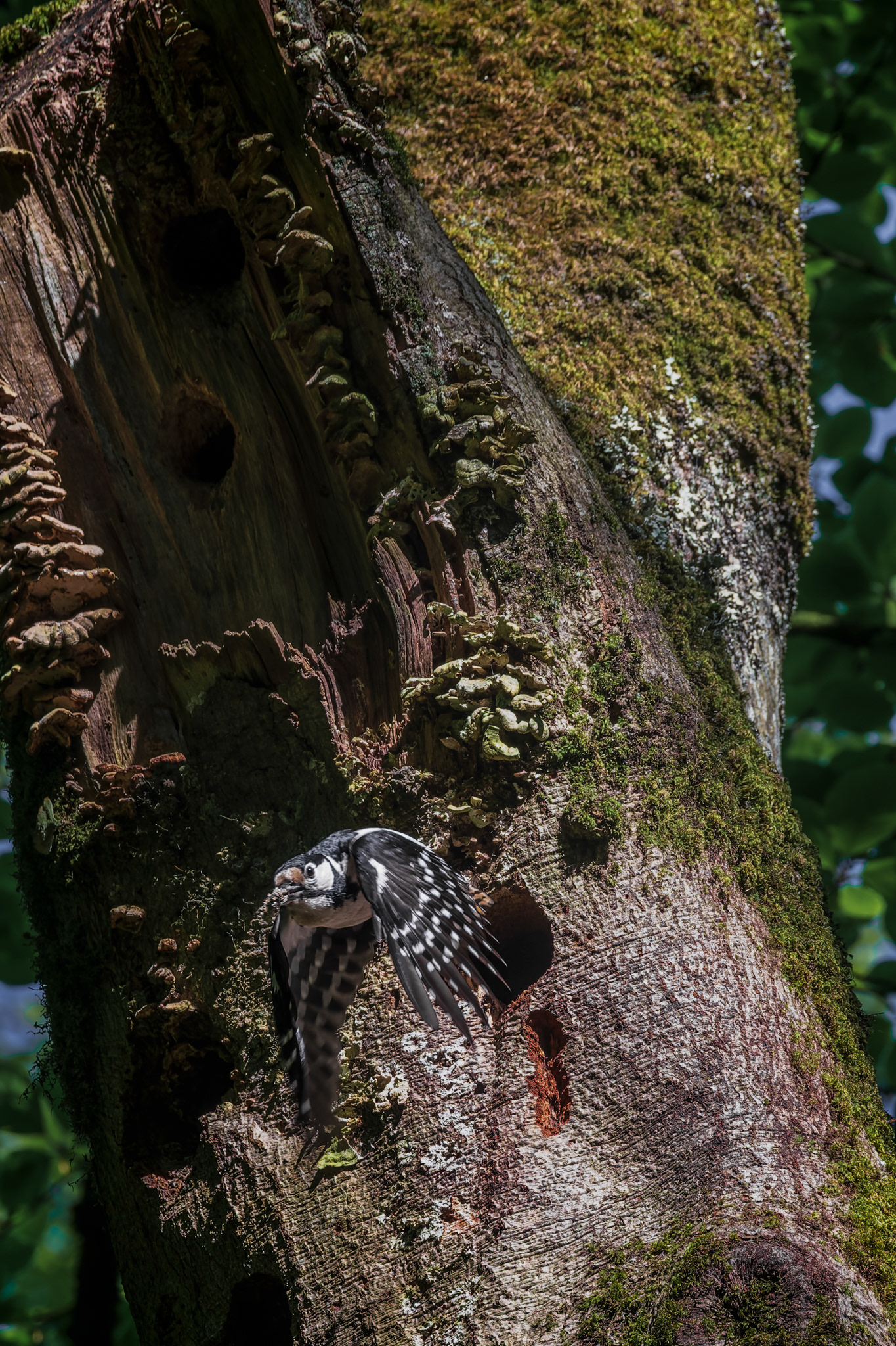 Great Spotted Woodpecker, (Dendrocopos Major).. Golitha Falls NNR, Liskeard. 18.05.2023