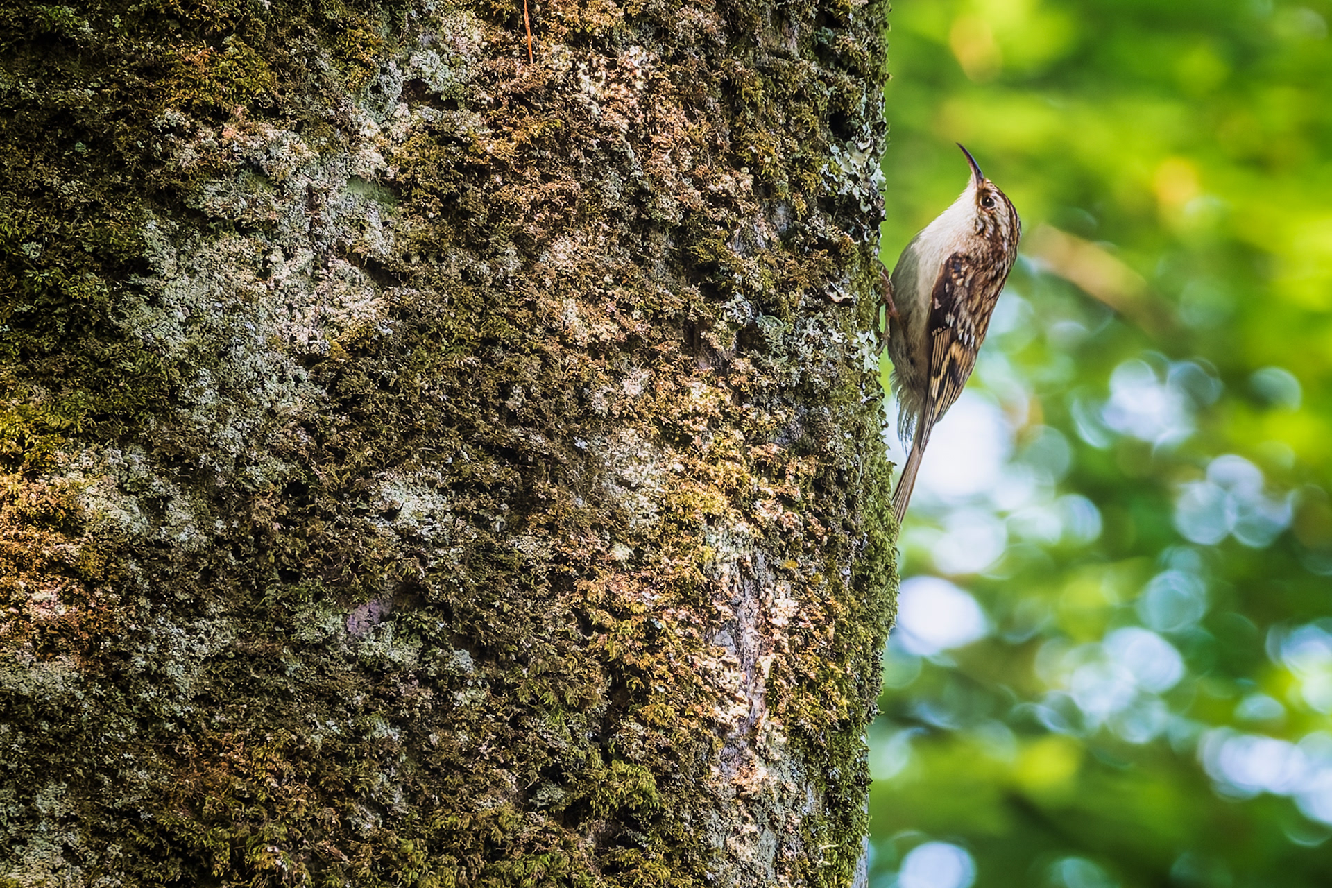 Treecreeper, (Certhia Familiaris).. Golitha Falls NNR, Liskeard. 18.05.2023