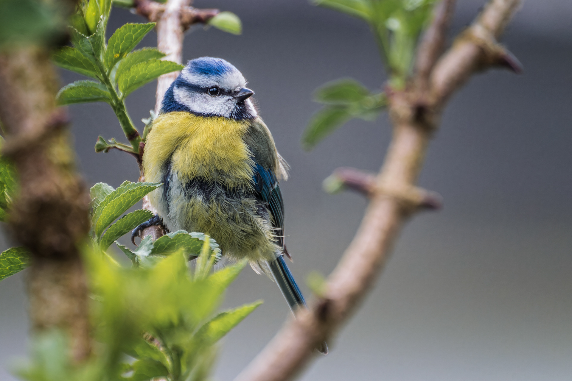 Blue Tit, (Cyanistes Caeruleus). Saltram, Plymouth. 21.04.2023