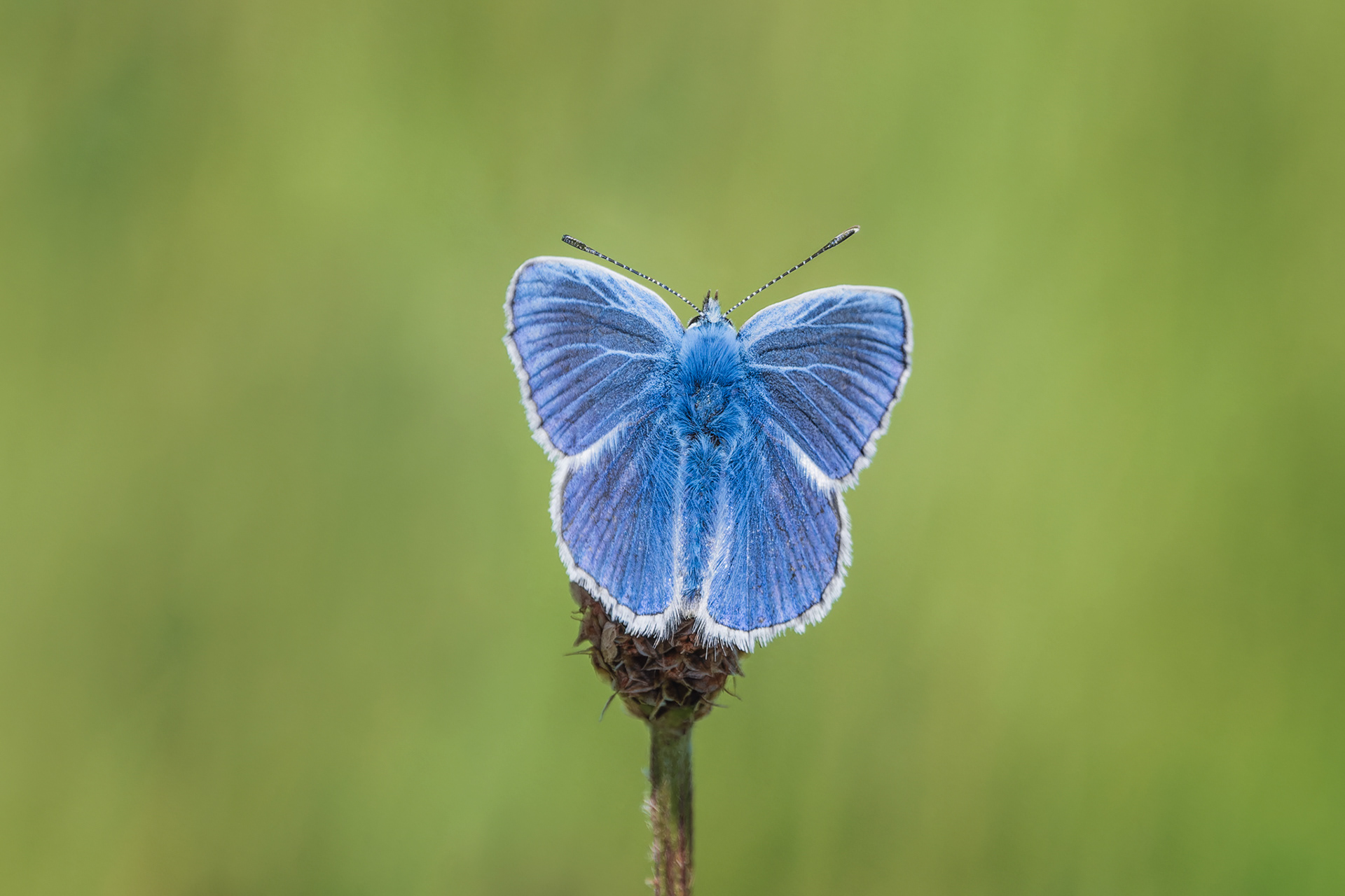 Common Blue, (Polyommatus Icarus). Windmill Farm NR, The Lizard, Cornwall. 24.05.2023